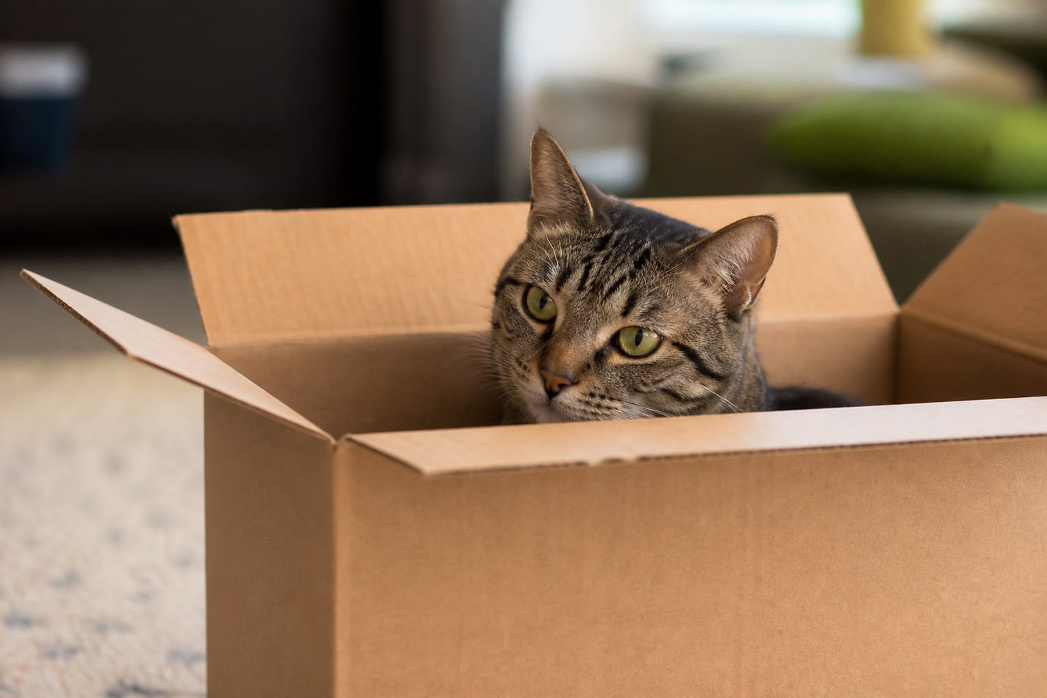 Why Cats Love Cardboard Boxes—and What It Reveals About Their Instincts