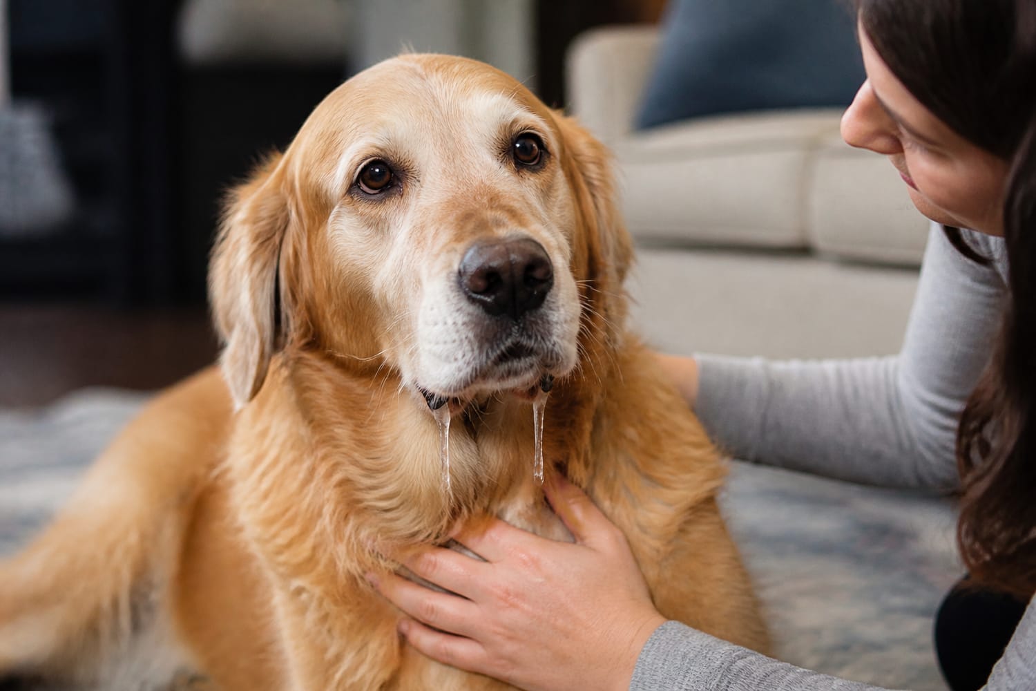Why Is Your Pet Drooling More Than Usual? What to Notice and When to Call the Vet