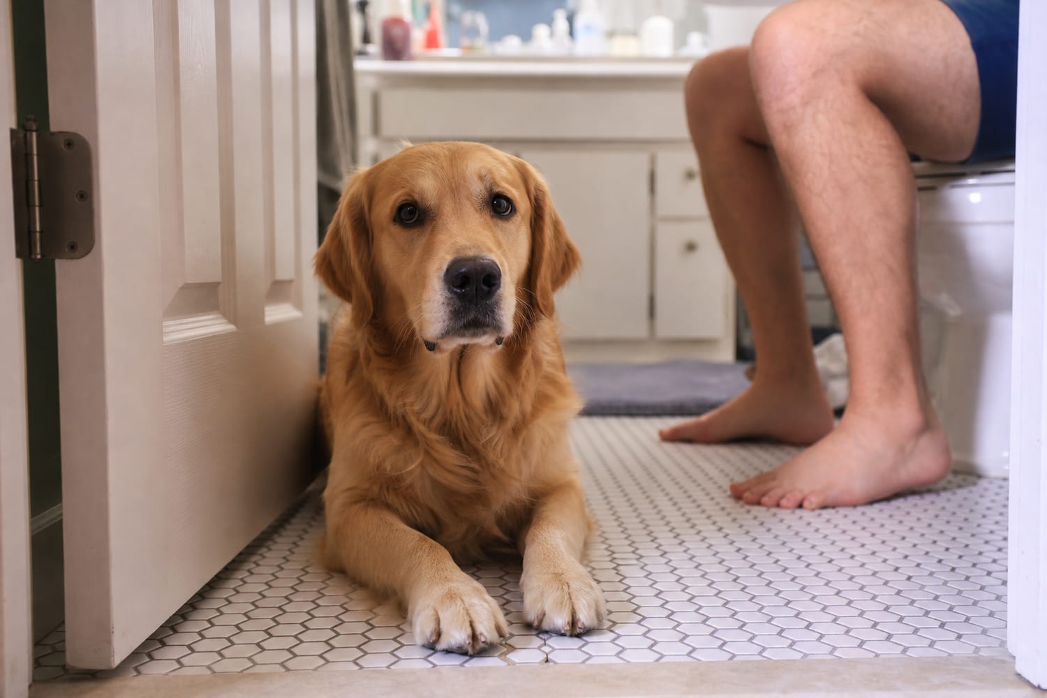 Why Pets Follow You Everywhere—Even to the Bathroom
