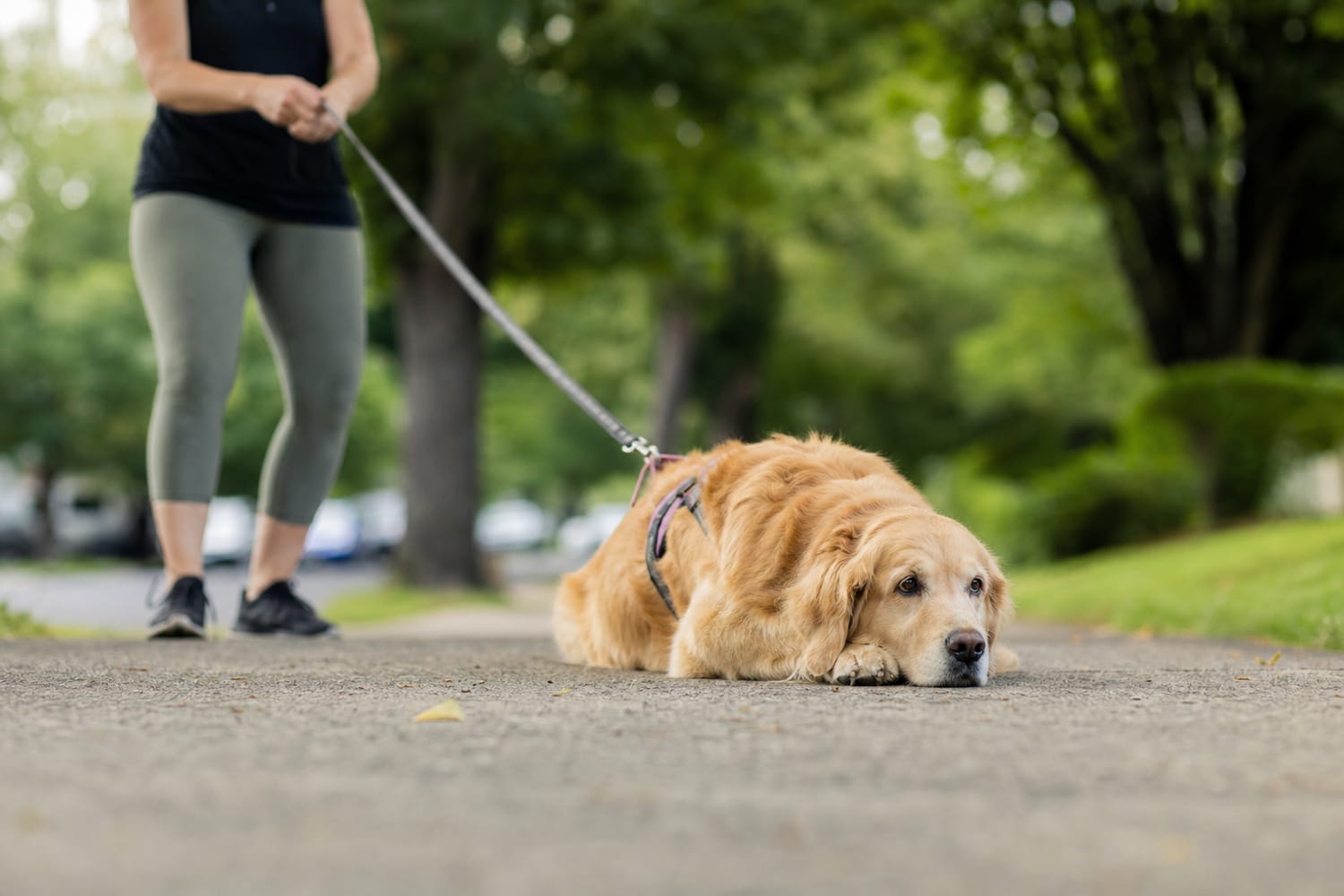 Why Your Dog Freezes or Refuses to Move on Walks—and What to Do Instead of Pulling