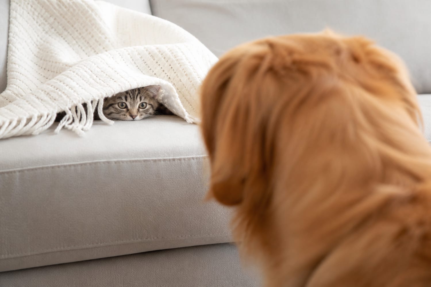 Hide-and-Seek With Your Pet: 7 Games for Dogs and Cats That Don’t Need New Toys