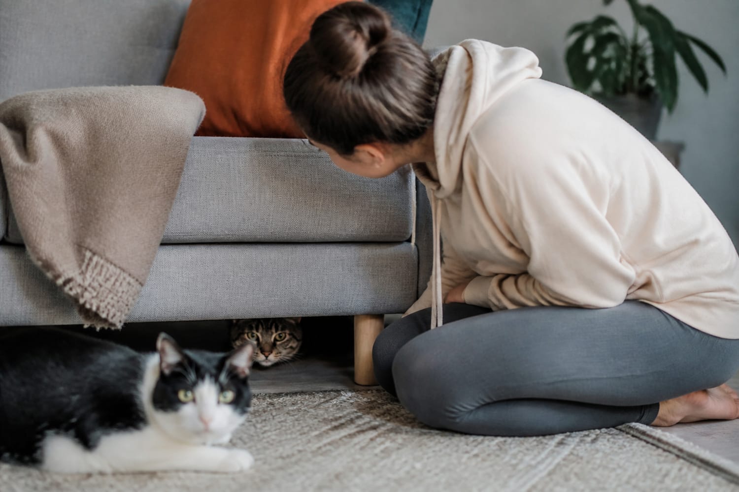 Why Is Your Cat Hiding More Than Usual? When to Worry and What to Check First