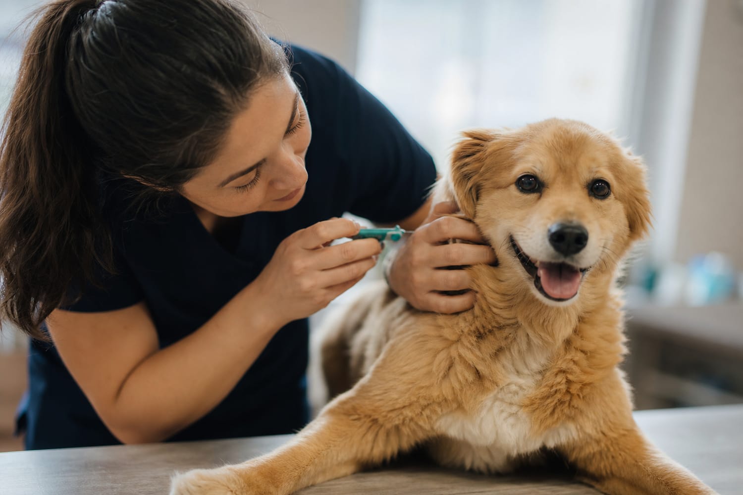 Microchipping Your Pet: The Simple Step That Could Bring Them Home