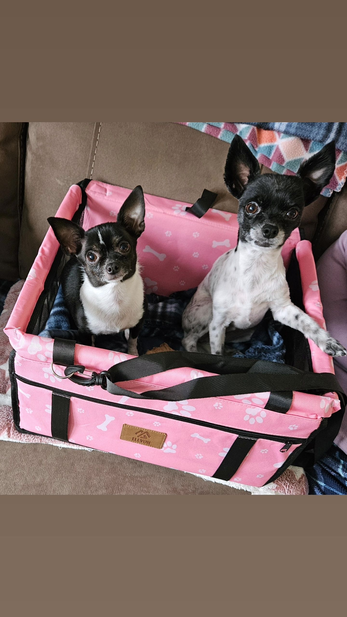 Petspiration Spotlight: Coal and Charly
