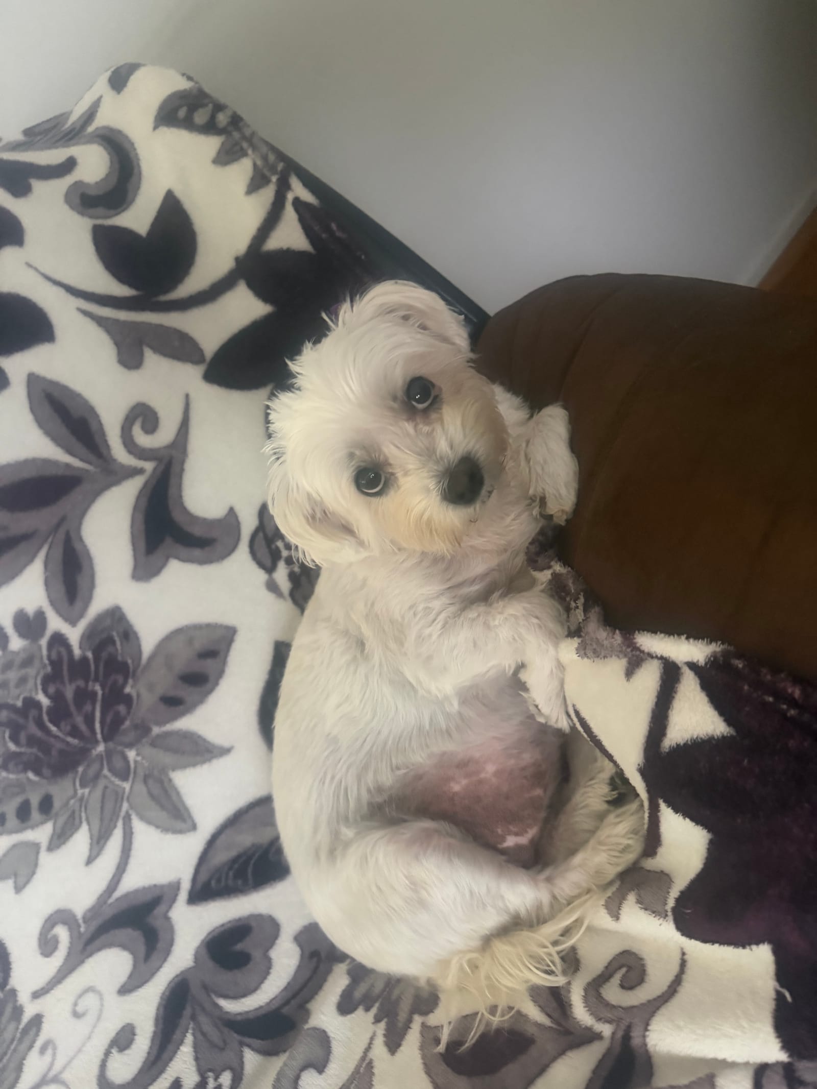 Petspiration Spotlight: Mia