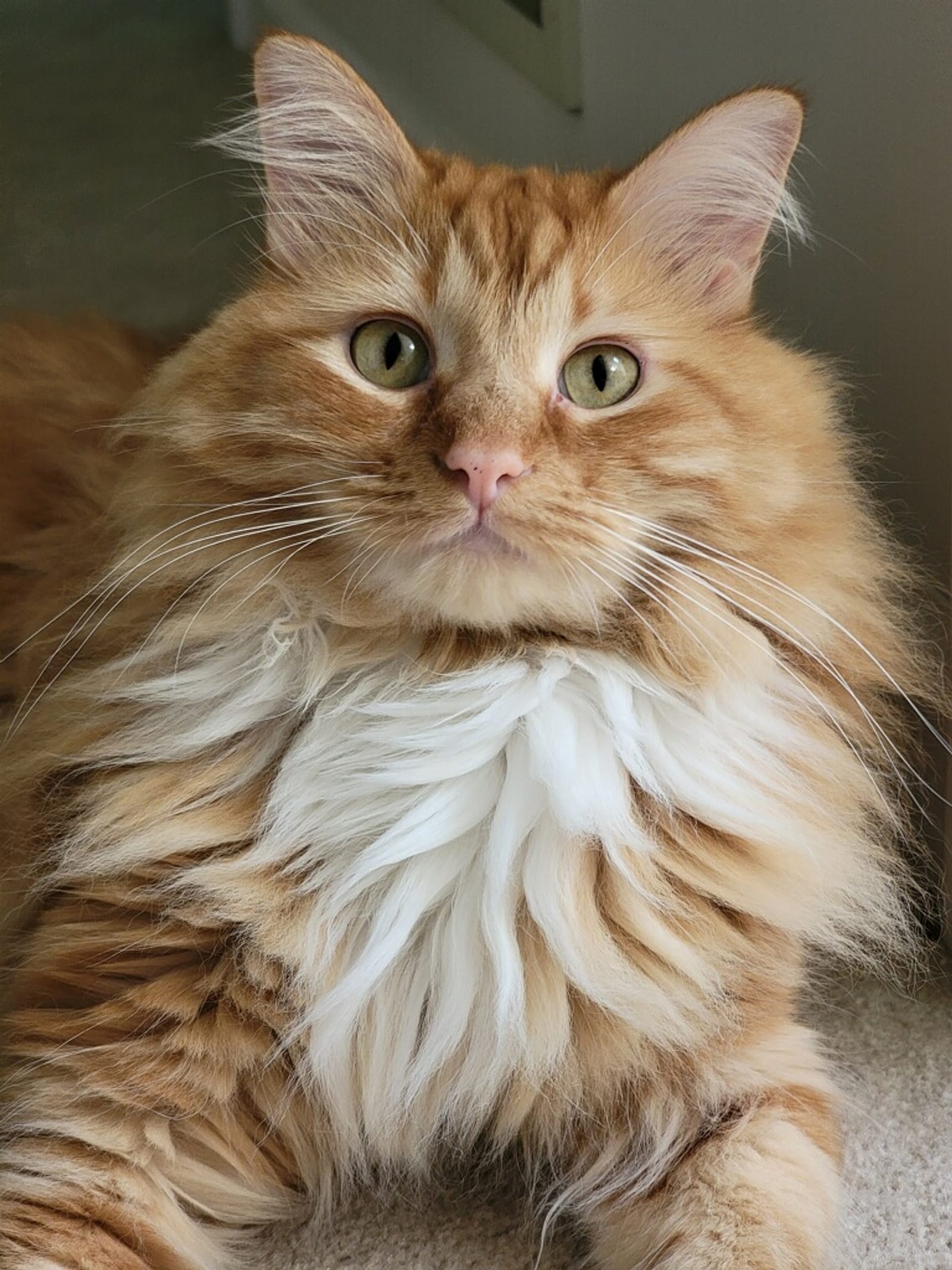Petspiration Spotlight: Jack