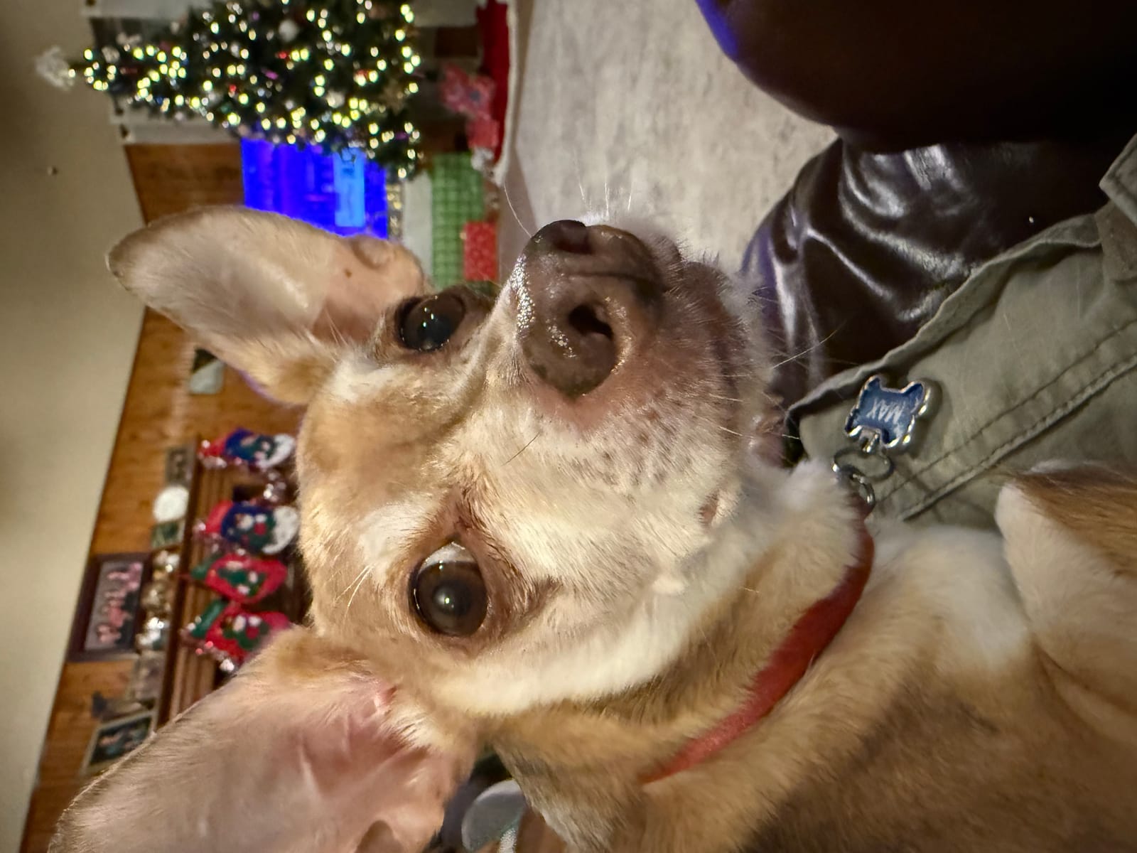 Petspiration Spotlight: Max