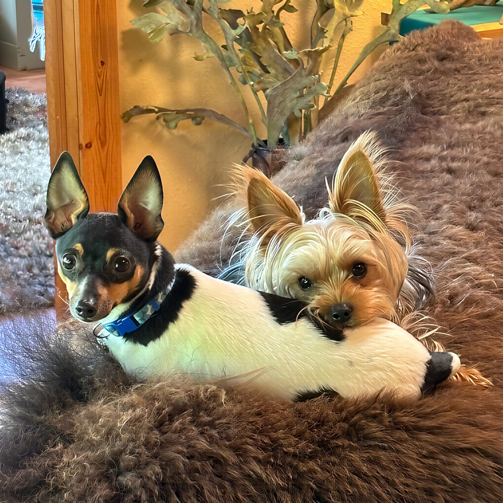 Petspiration Spotlight: Rio & Rip
