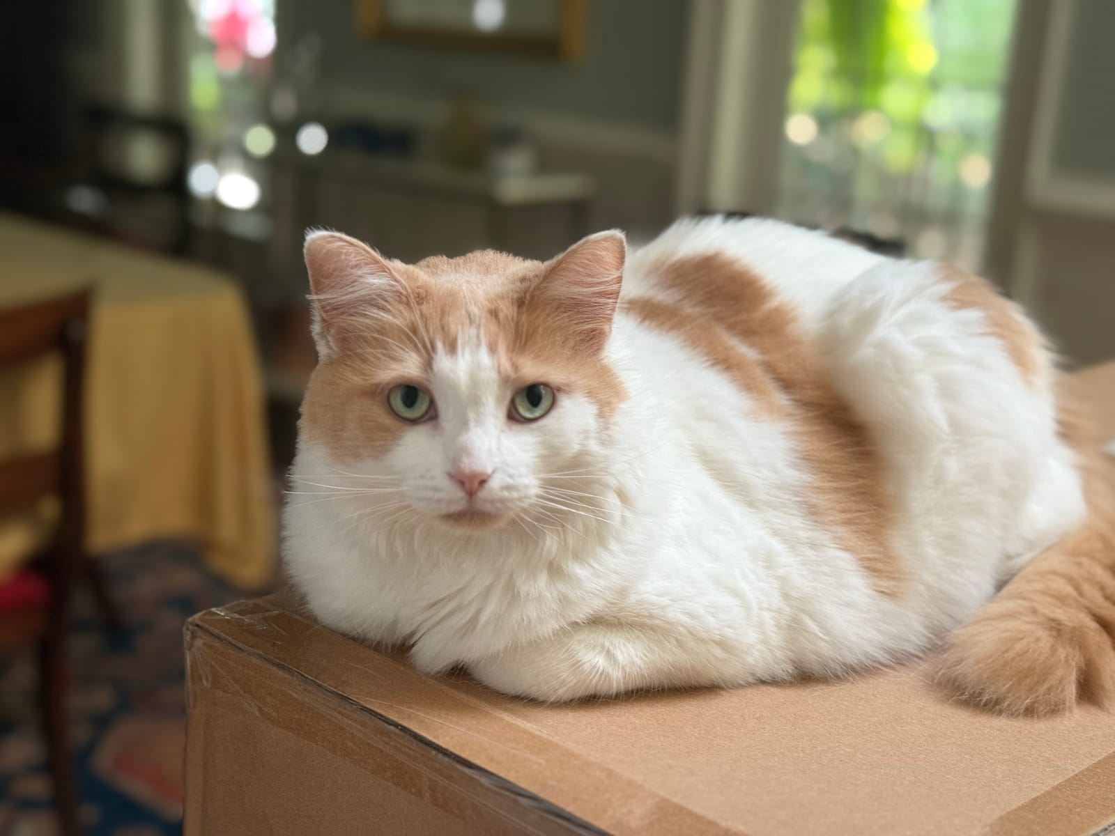 Petspiration Spotlight: Mia