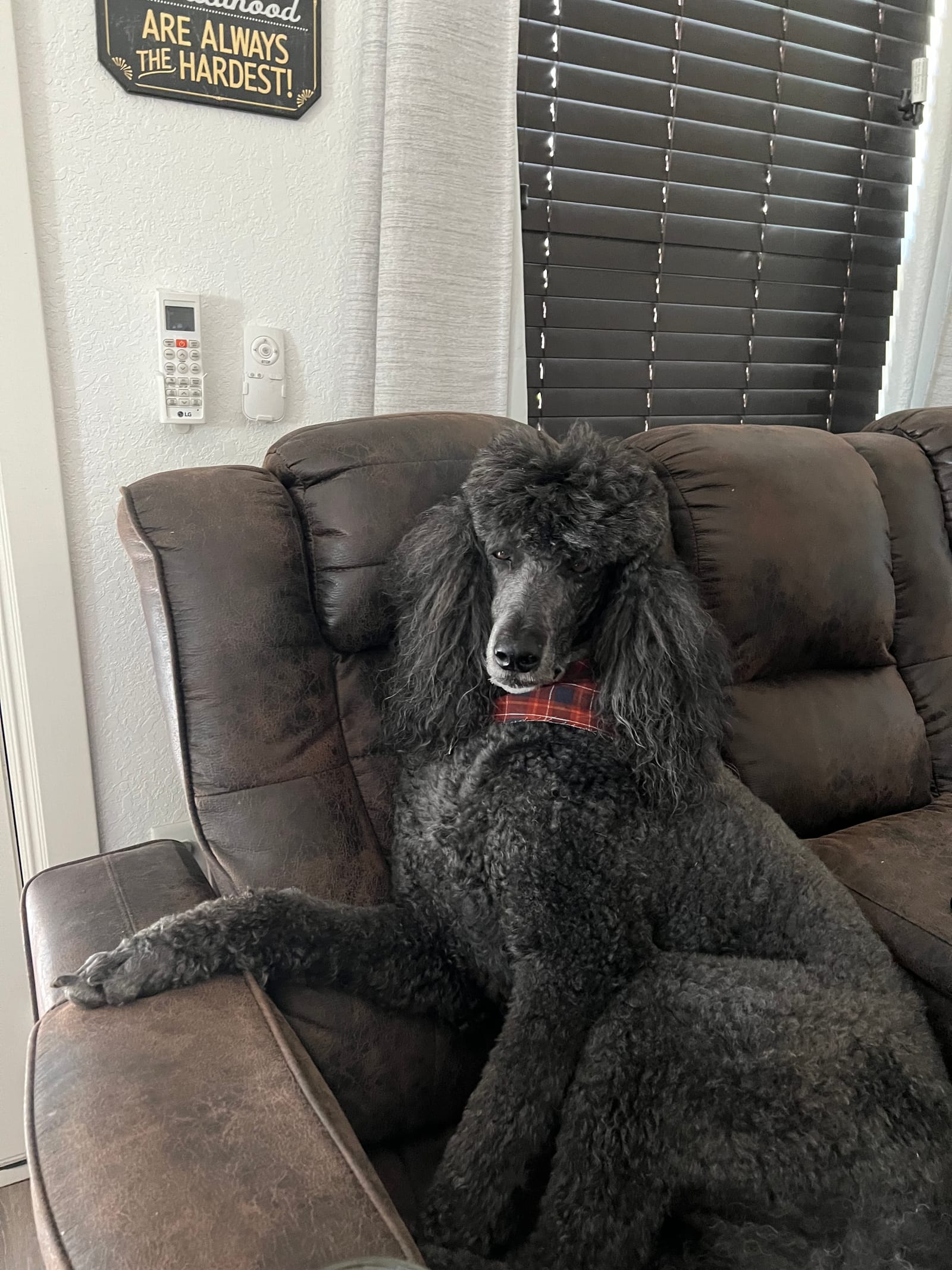 Petspiration Spotlight: BOO