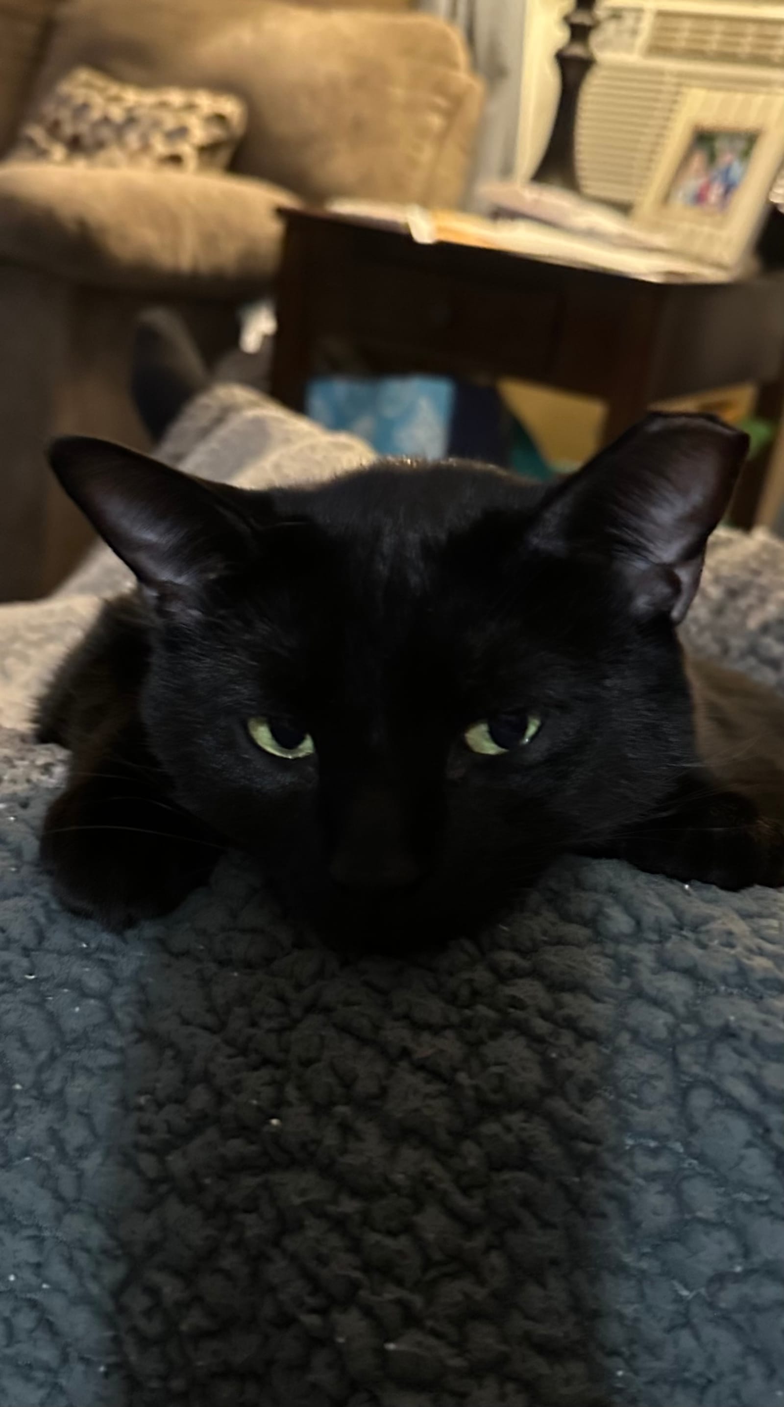 Petspiration Spotlight: Odie