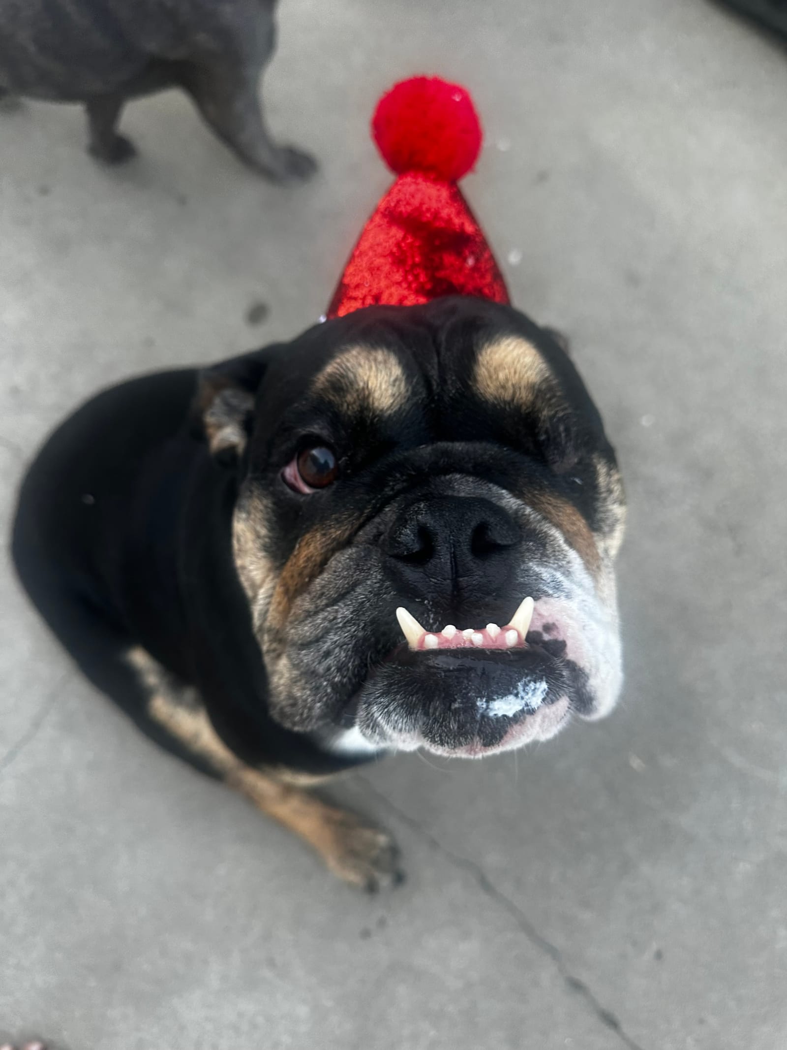 Petspiration Spotlight: Maui
