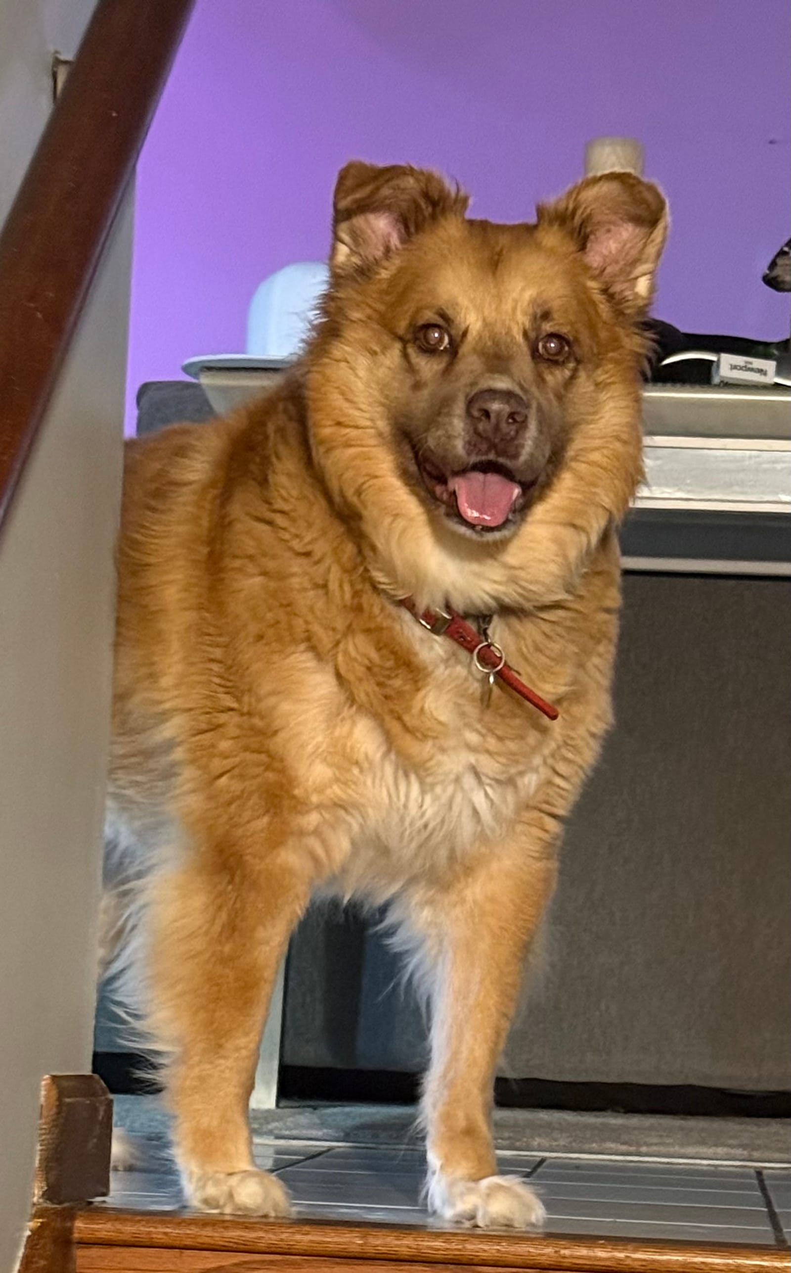 Petspiration Spotlight: Dani