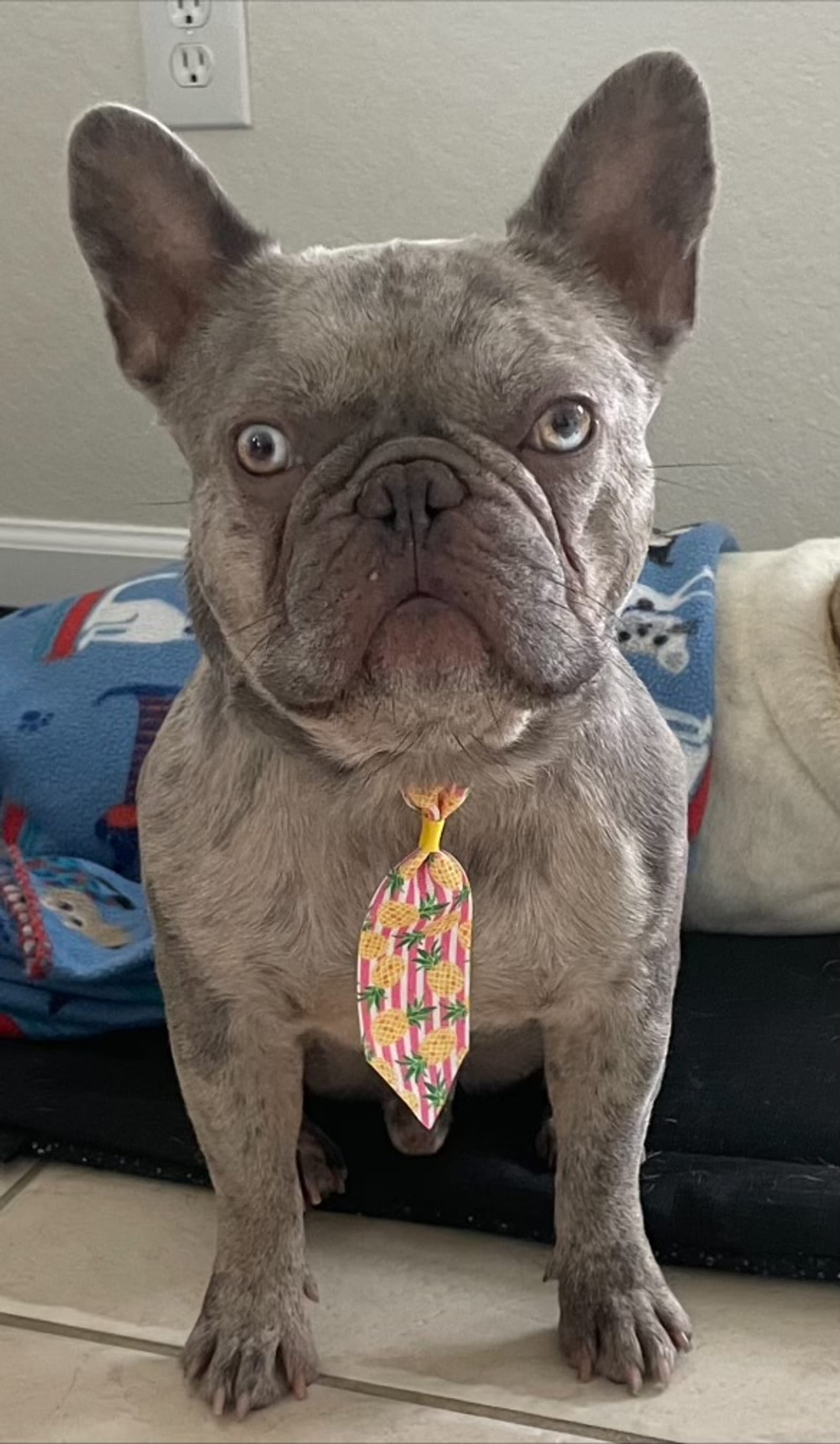 Petspiration Spotlight: Loki