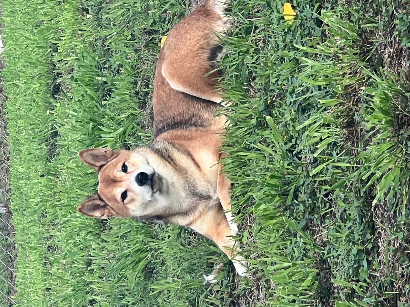 Petspiration Spotlight: Arya