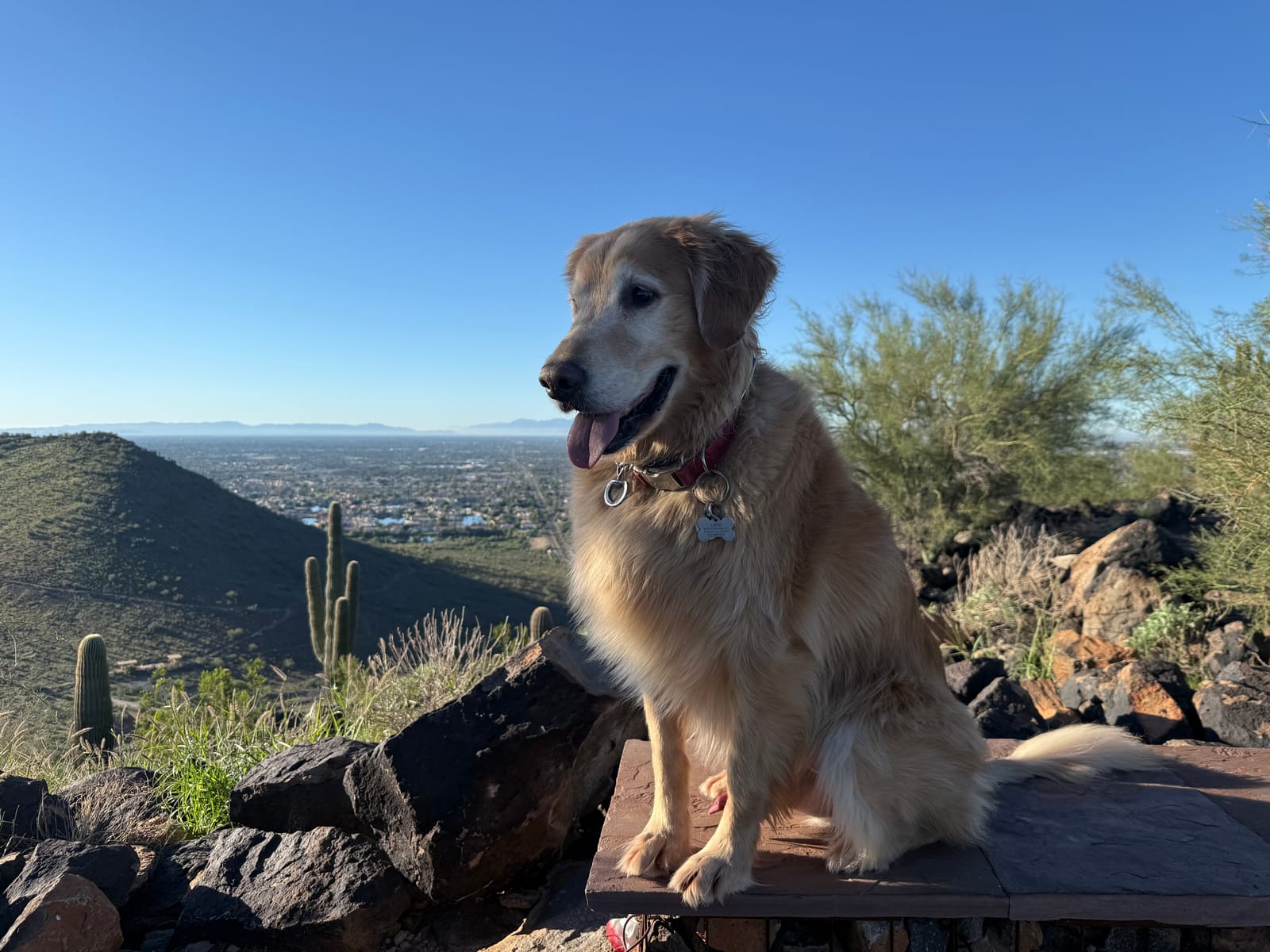 Petspiration Spotlight: Larz