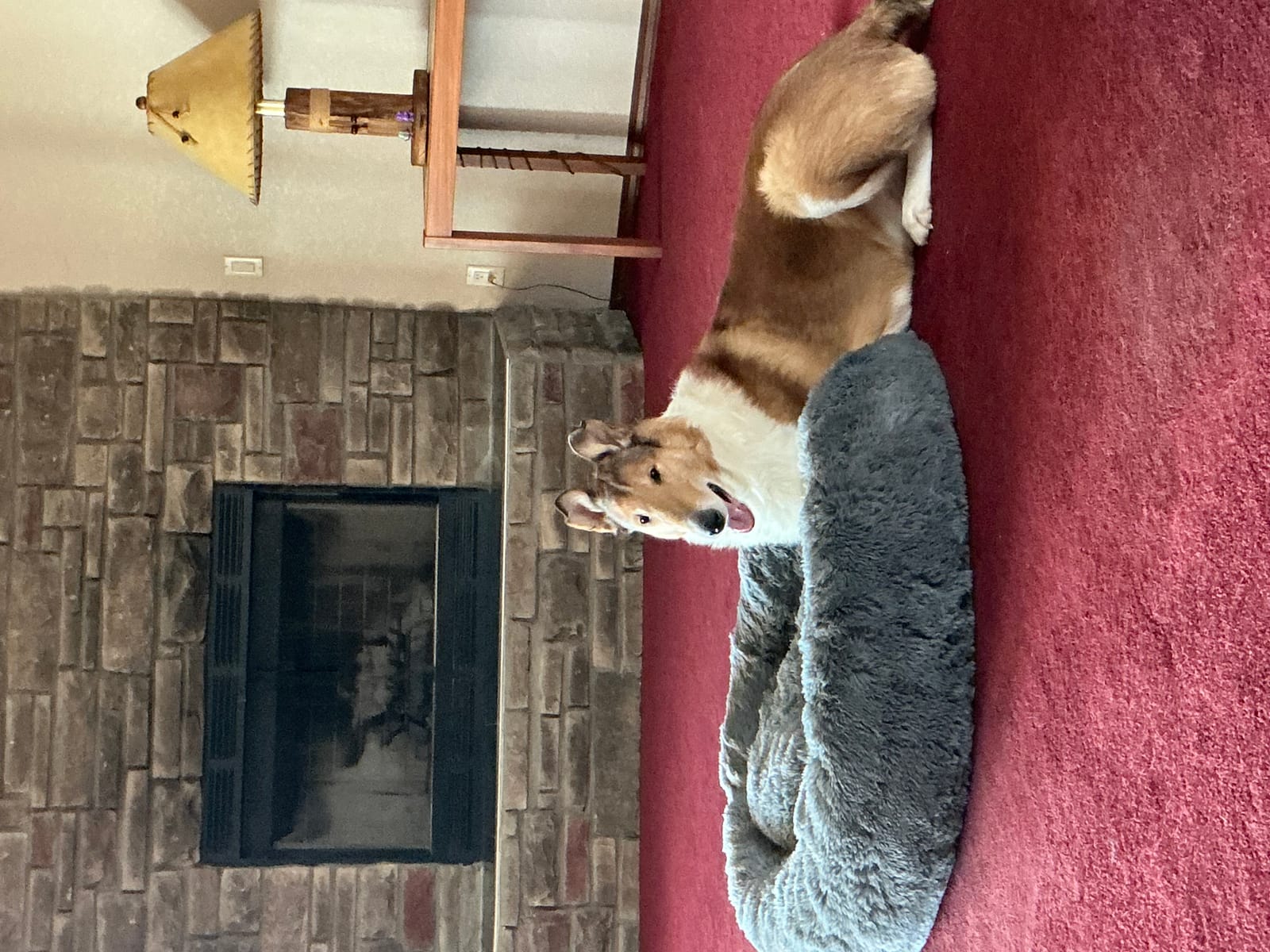Petspiration Spotlight: Arlo