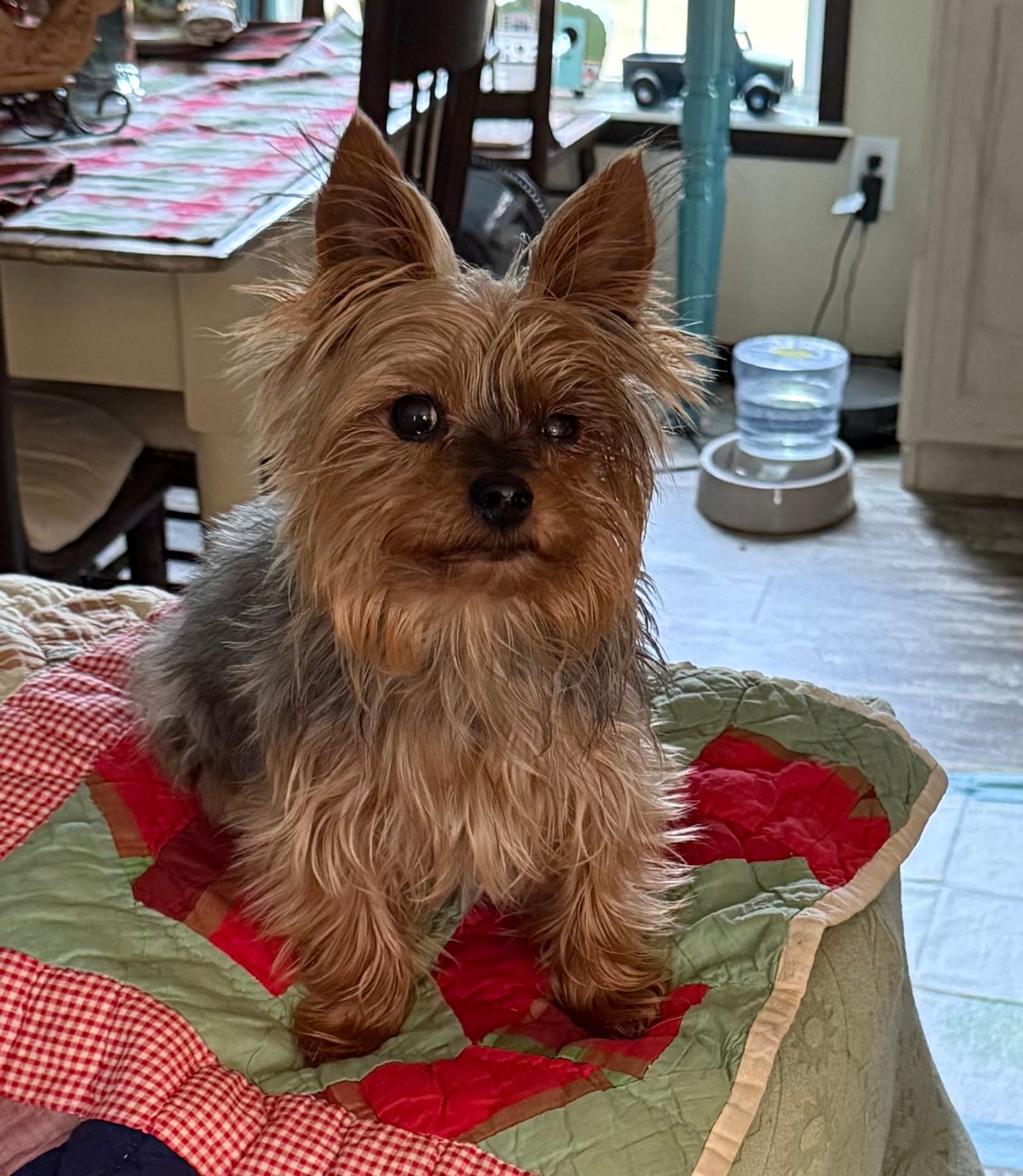 Petspiration Spotlight: Beau