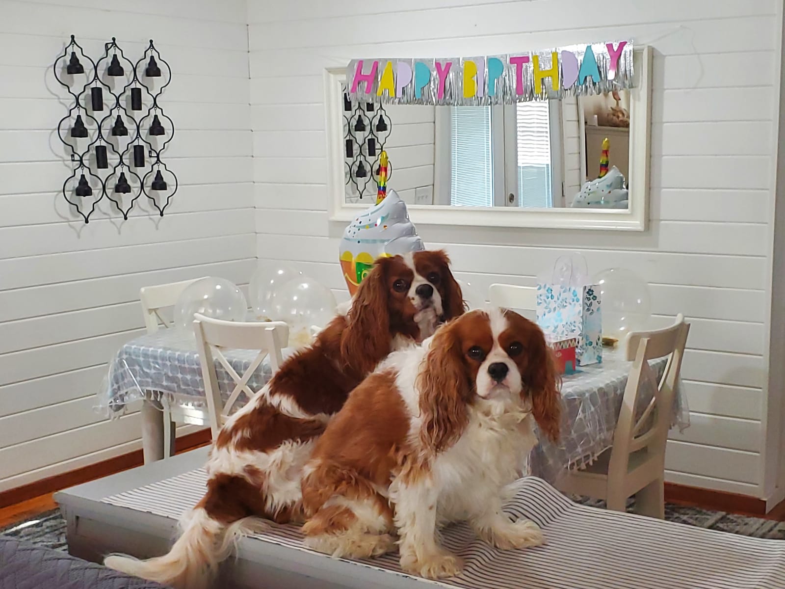 Petspiration Spotlight: Cash and flo