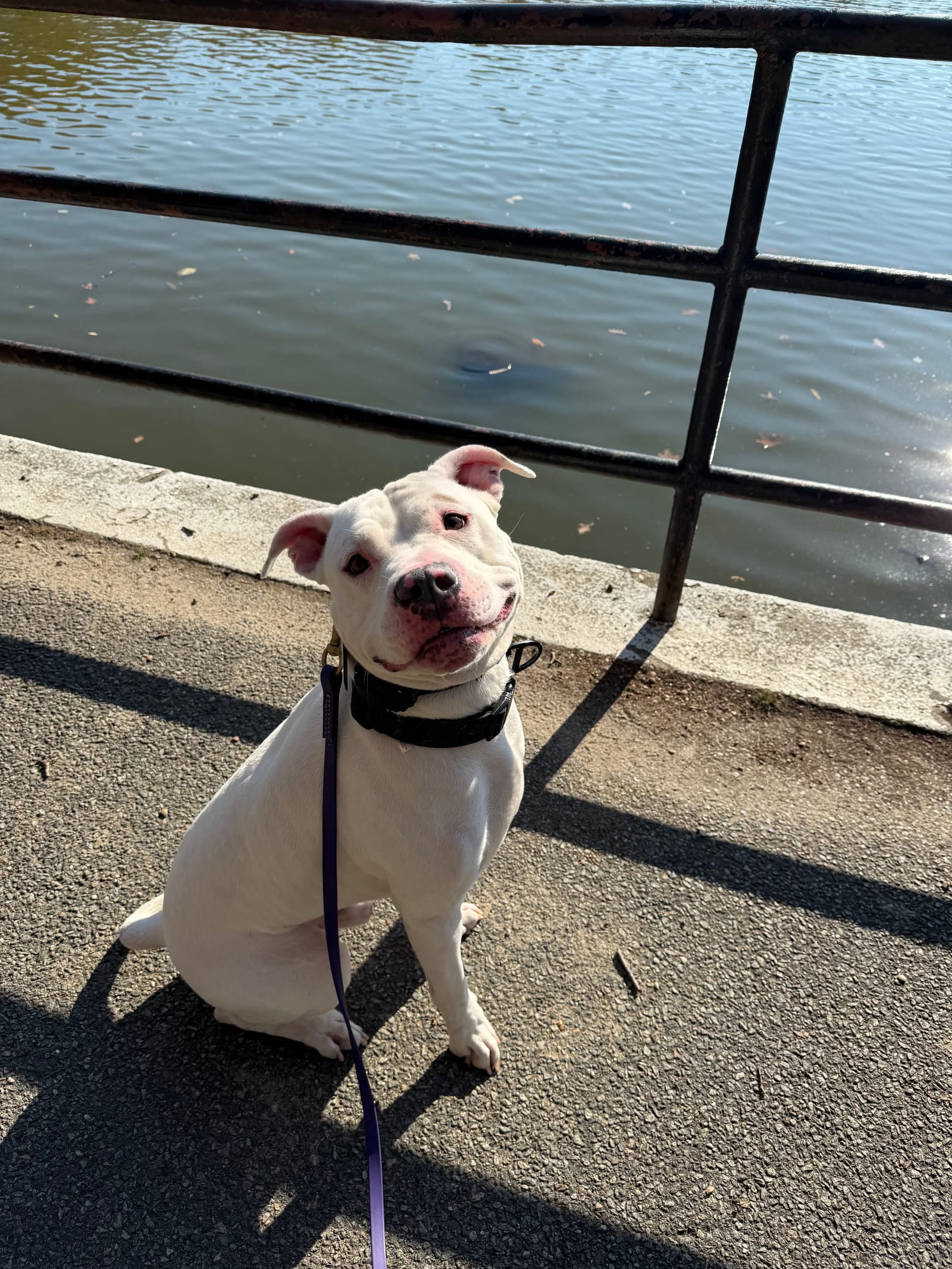 Petspiration Spotlight: Melo