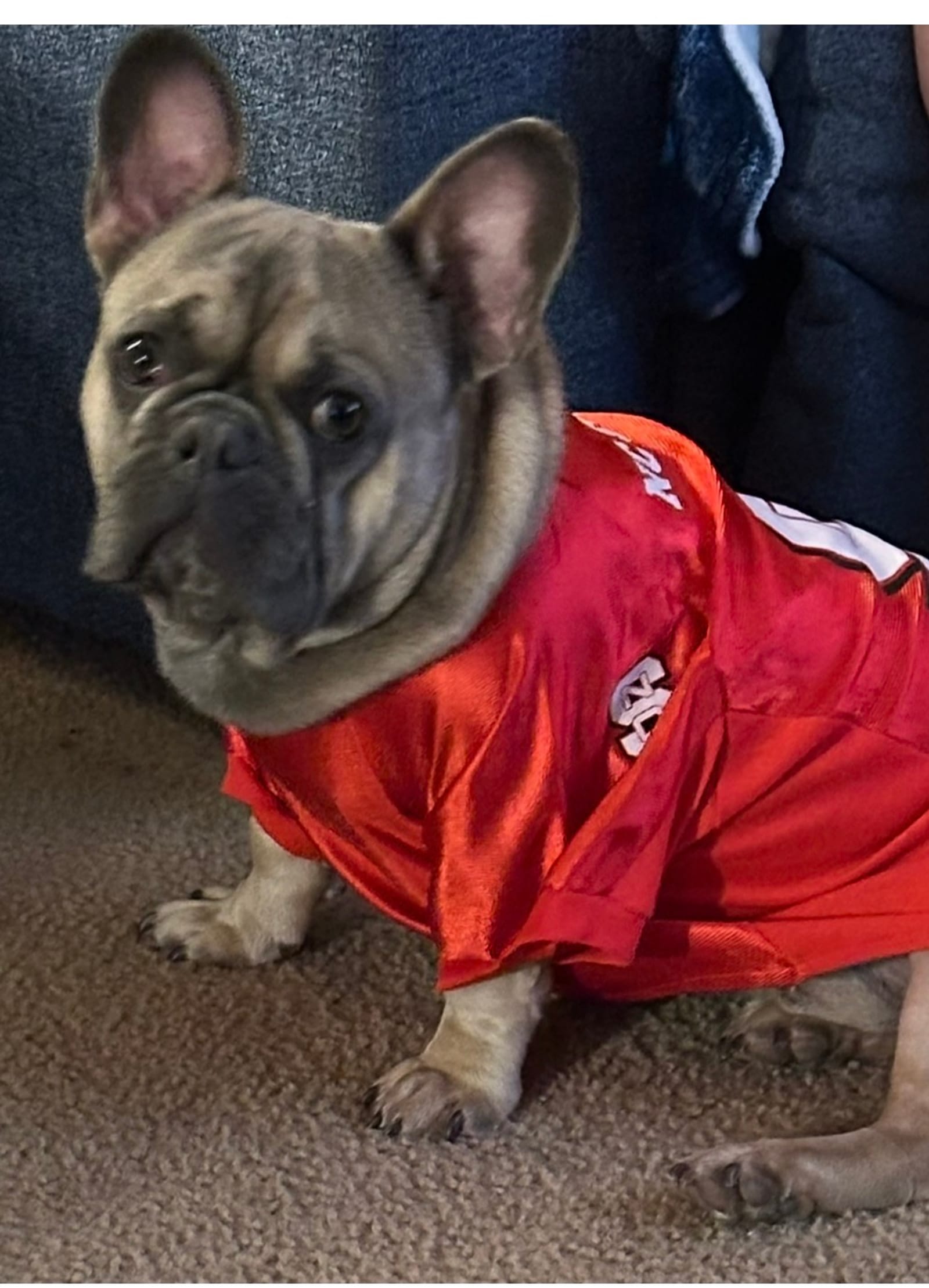 Petspiration Spotlight: Toby Lee