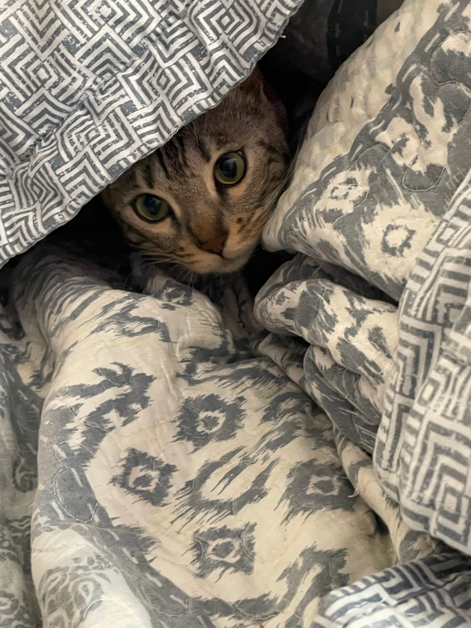 Petspiration Spotlight: Lela