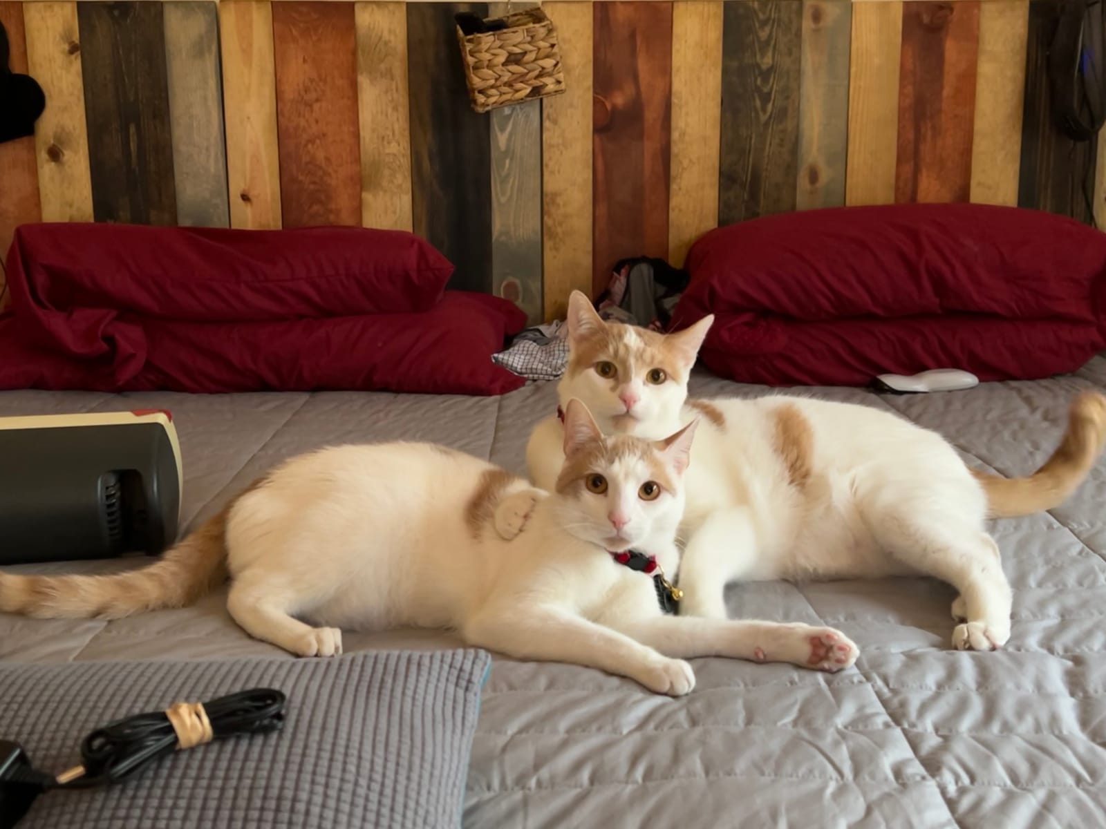 Petspiration Spotlight: Loki and Obi