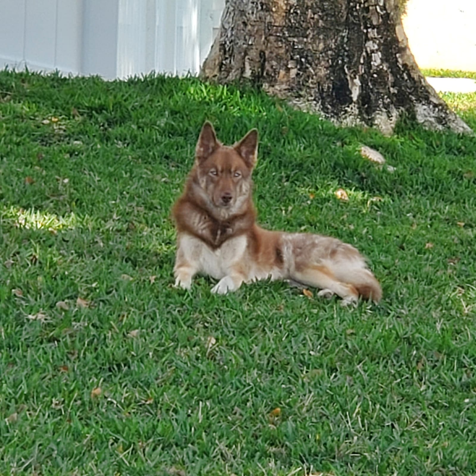 Petspiration Spotlight: NOLA