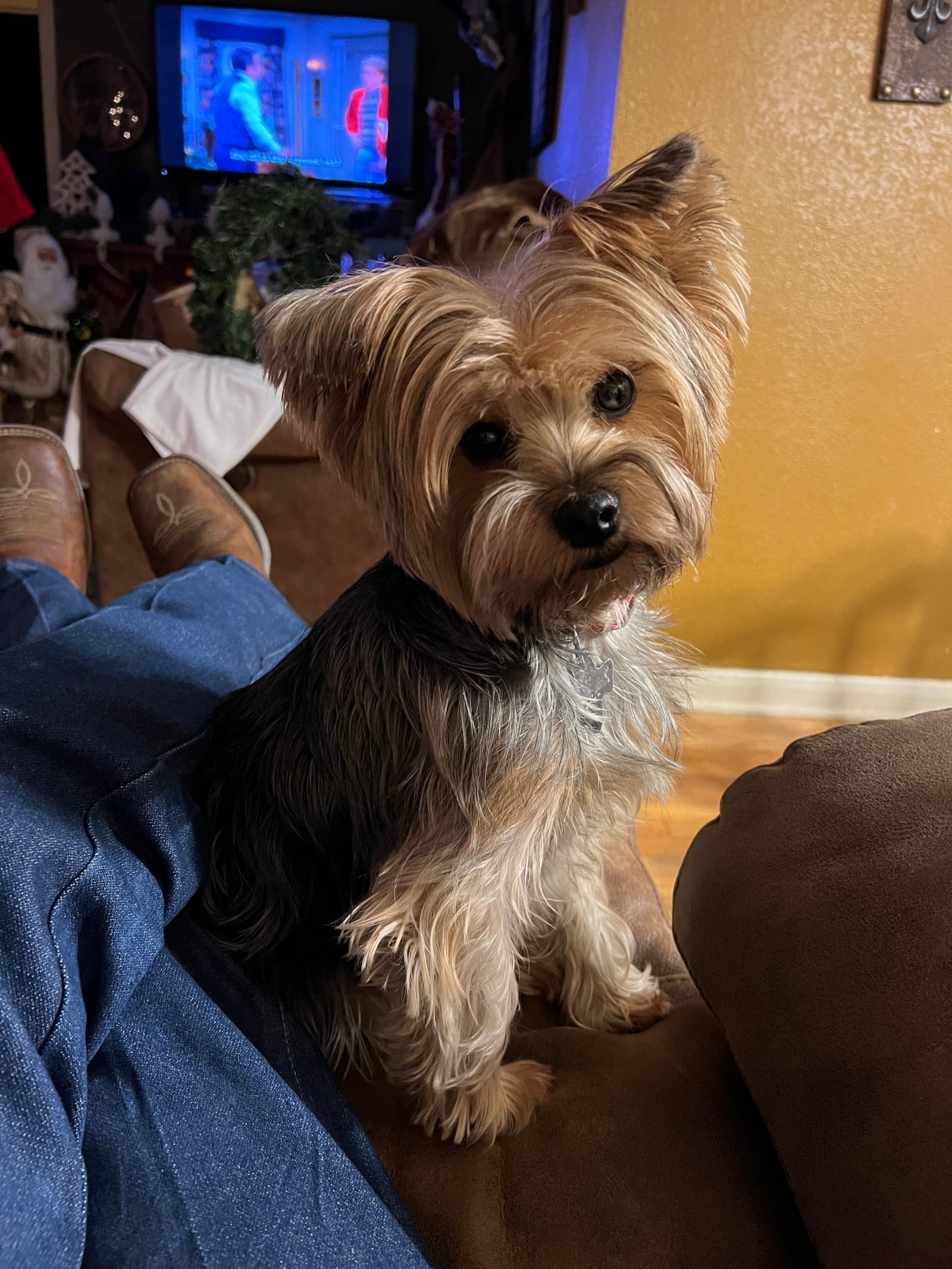Petspiration Spotlight: Elly may