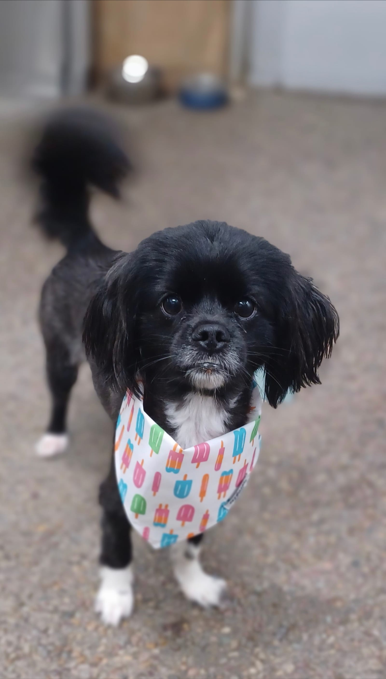 Petspiration Spotlight: Loki