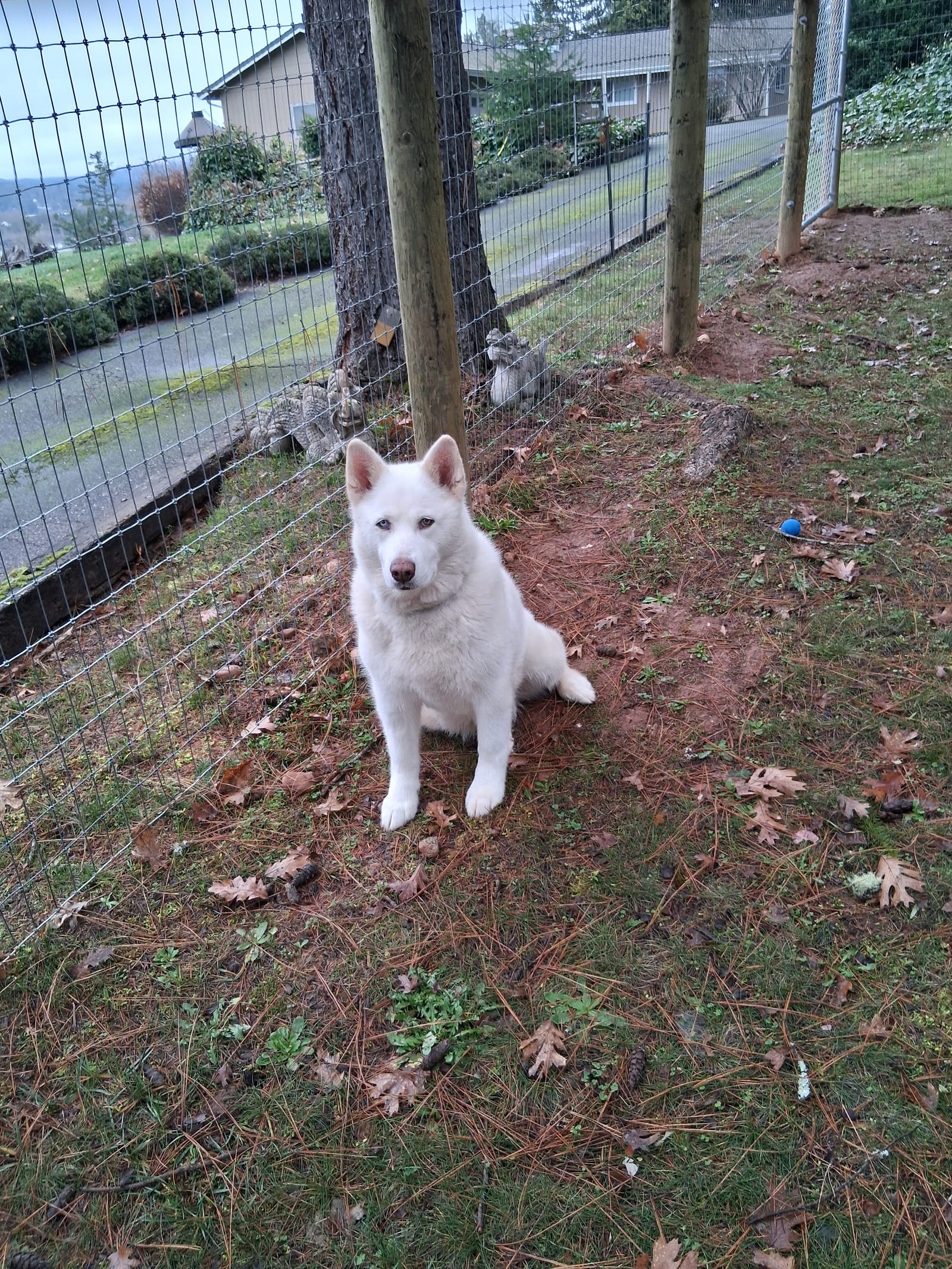 Petspiration Spotlight: Ash