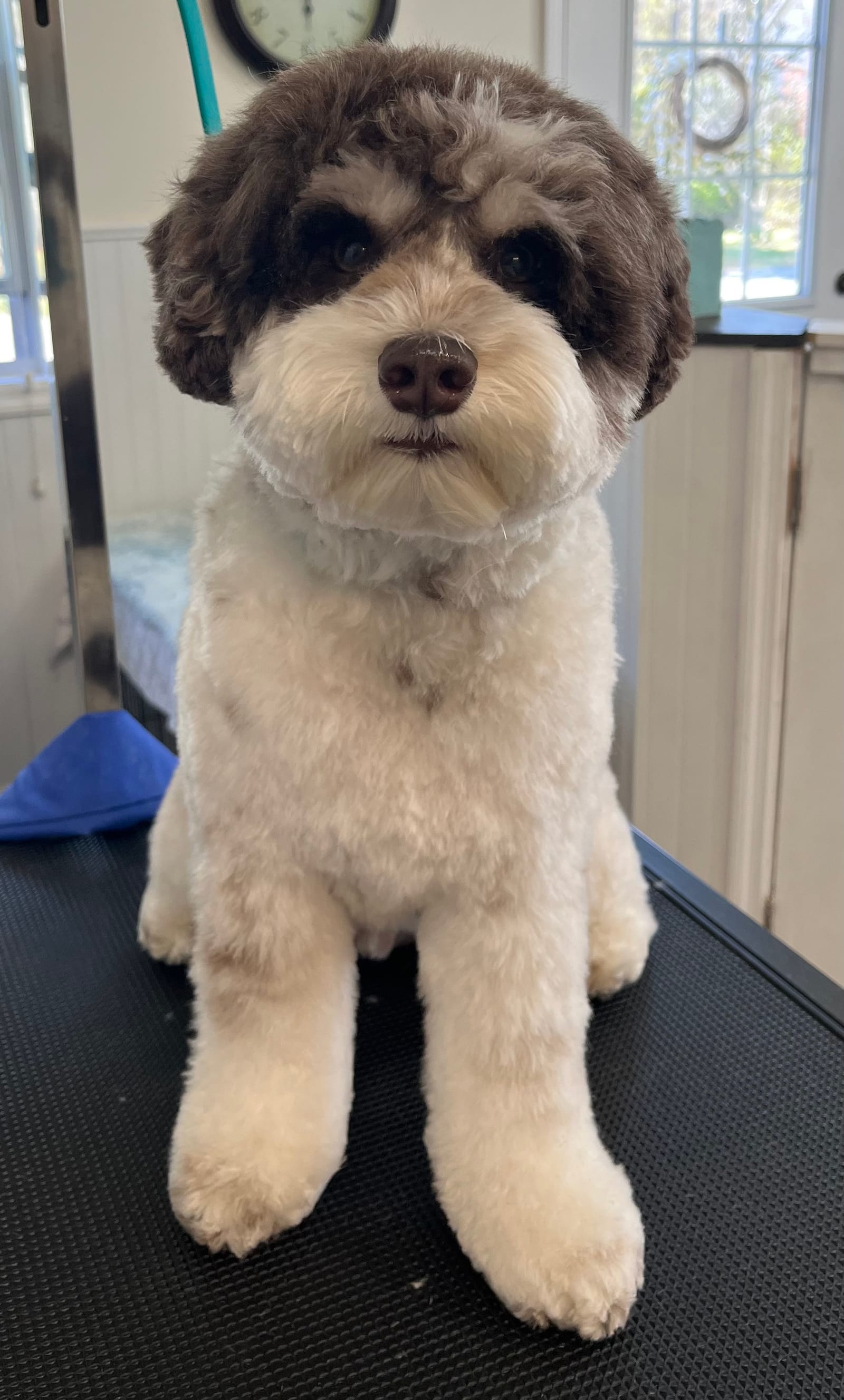 Petspiration Spotlight: Leo