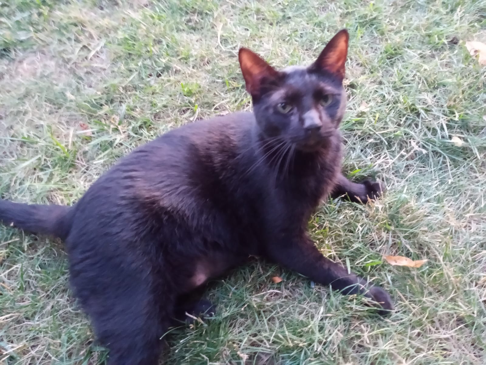 Petspiration Spotlight: SVEN