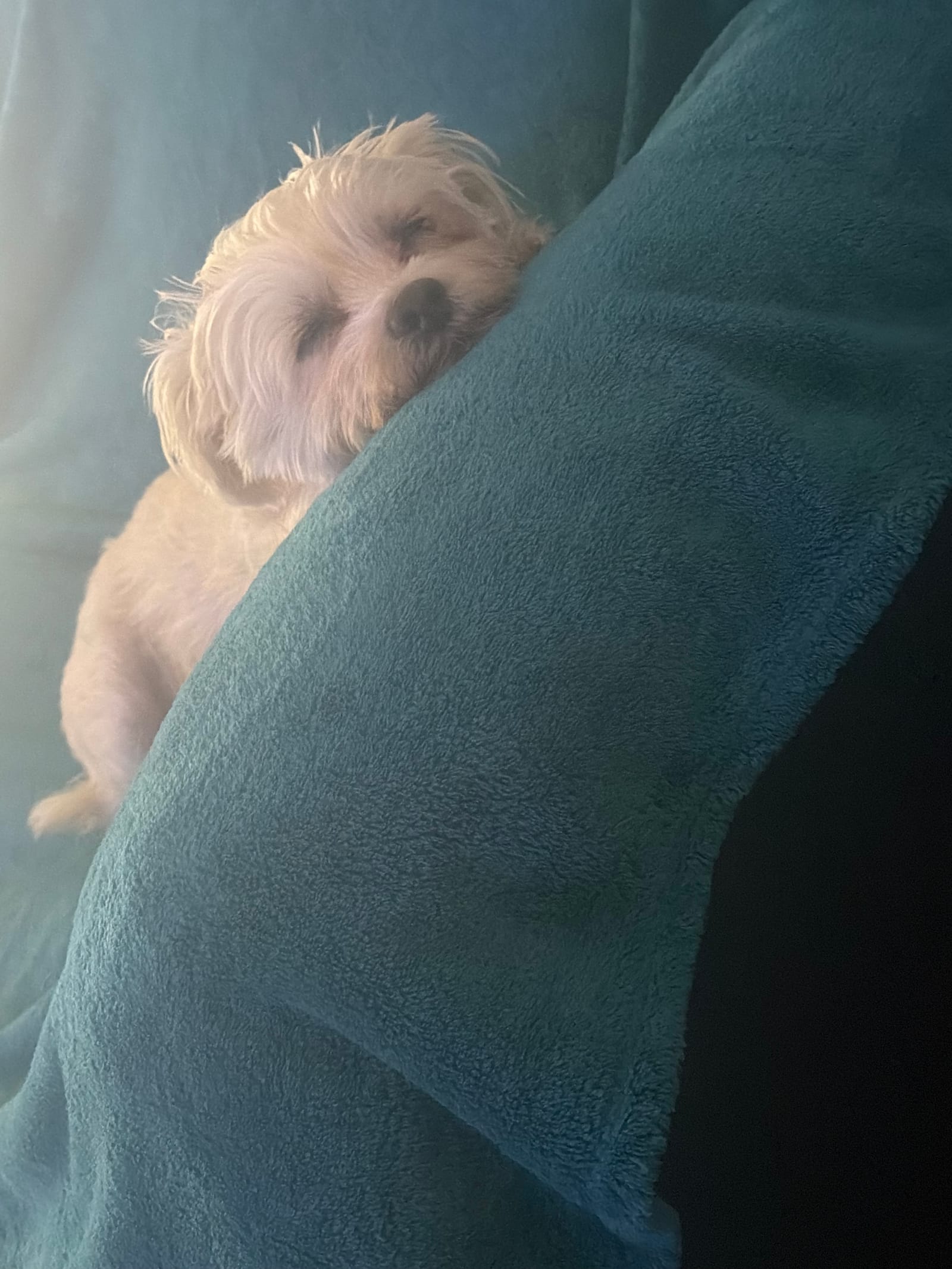Petspiration Spotlight: Mia