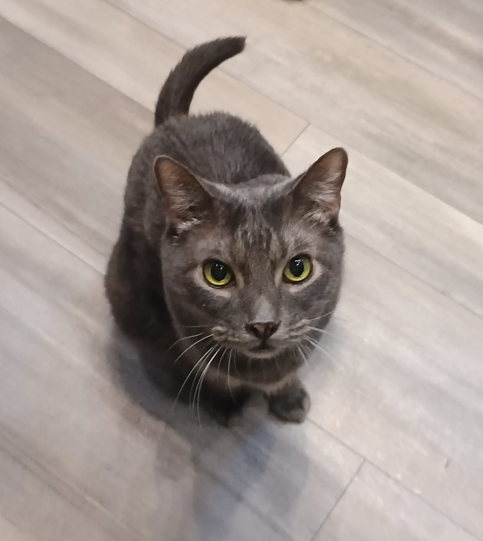 Petspiration Spotlight: Leo