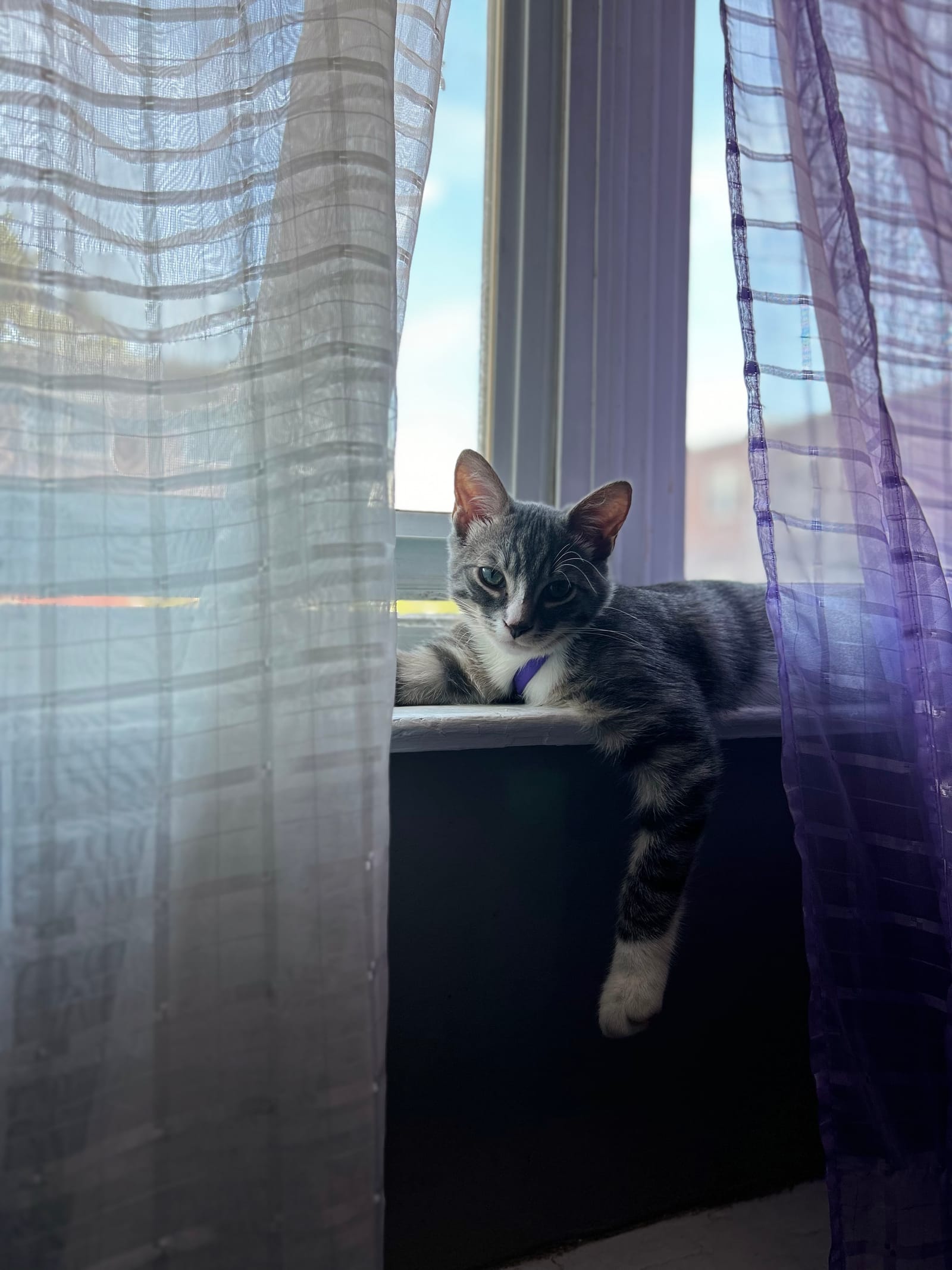 Petspiration Spotlight: Leo