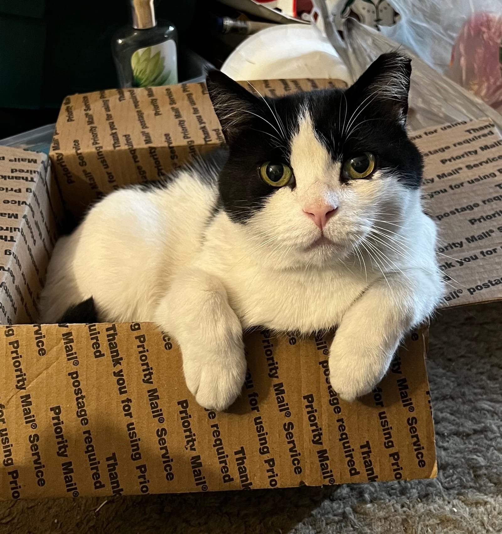 Petspiration Spotlight: Fat Face