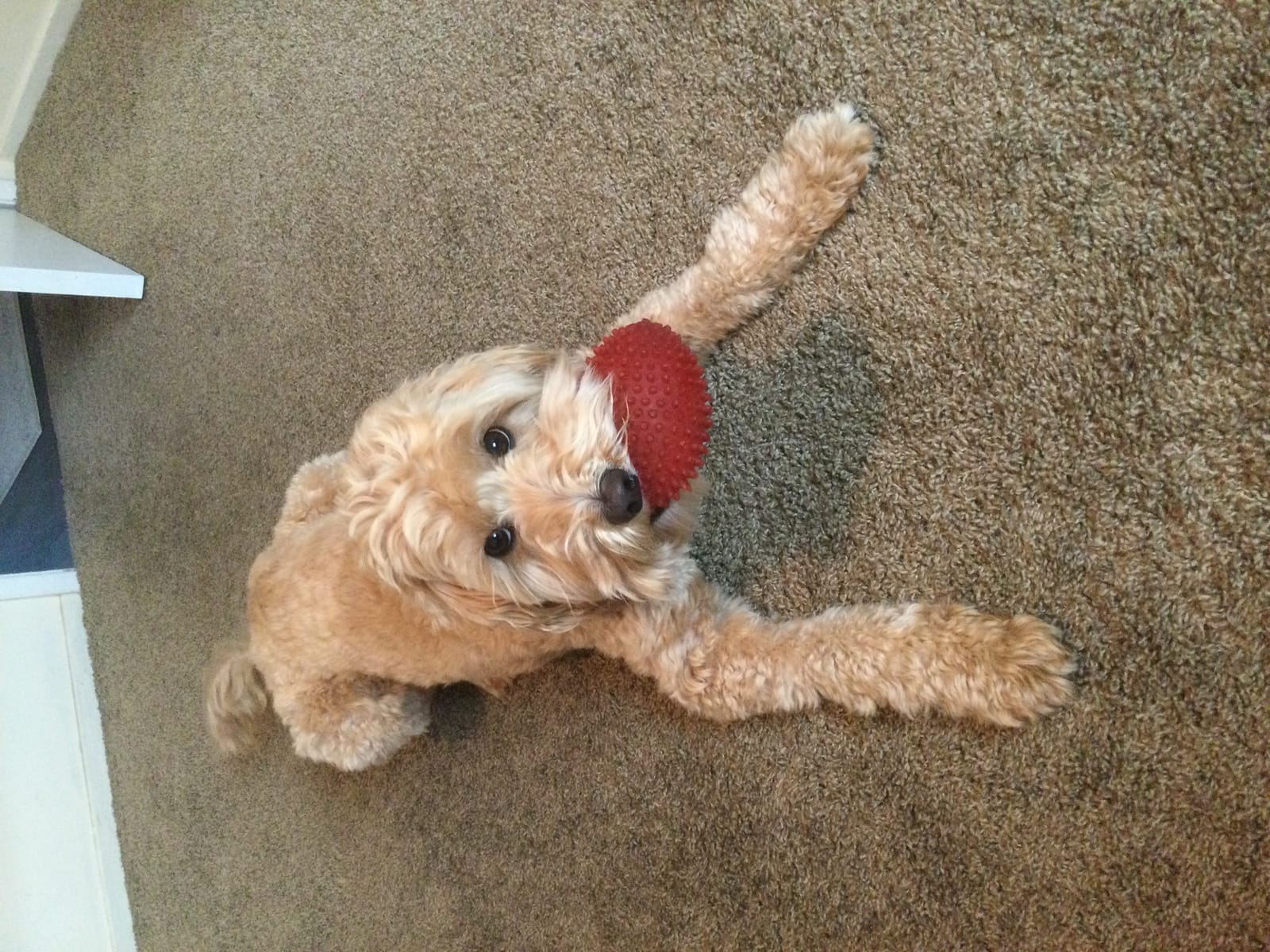 Petspiration Spotlight: Yogi