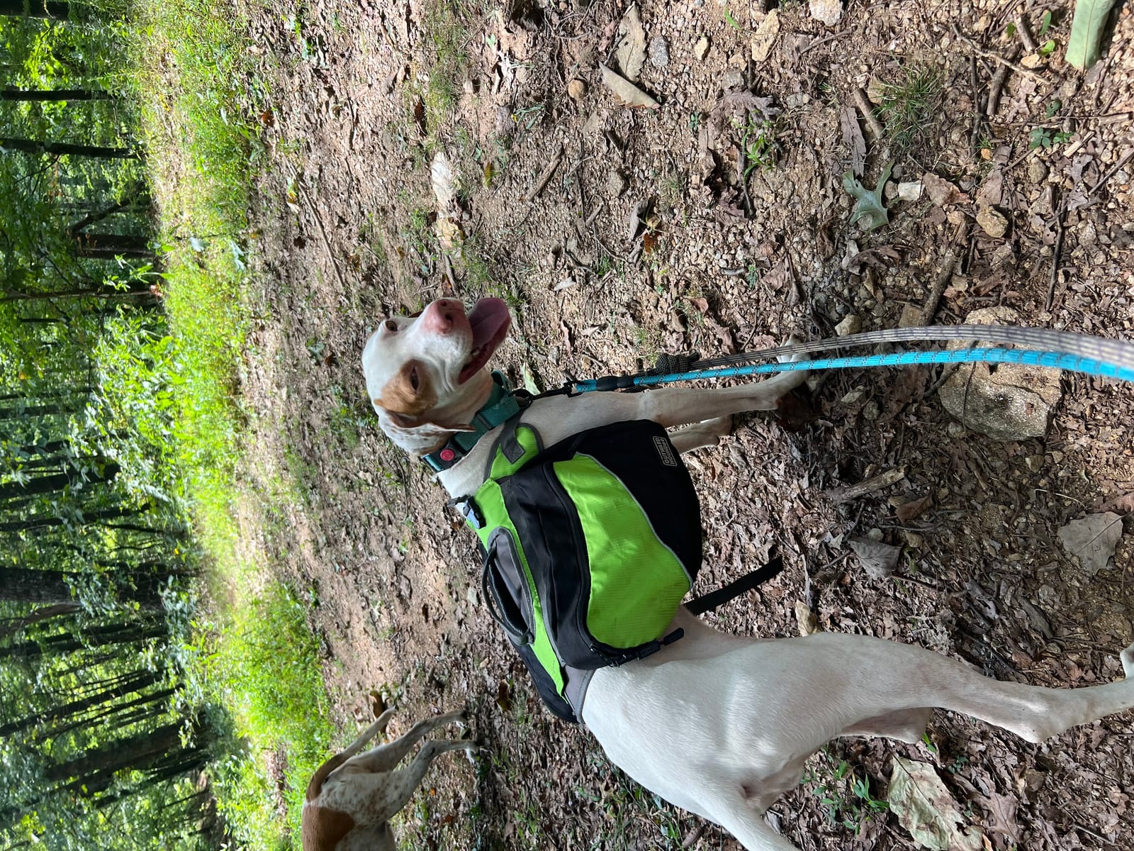 Petspiration Spotlight: Iris