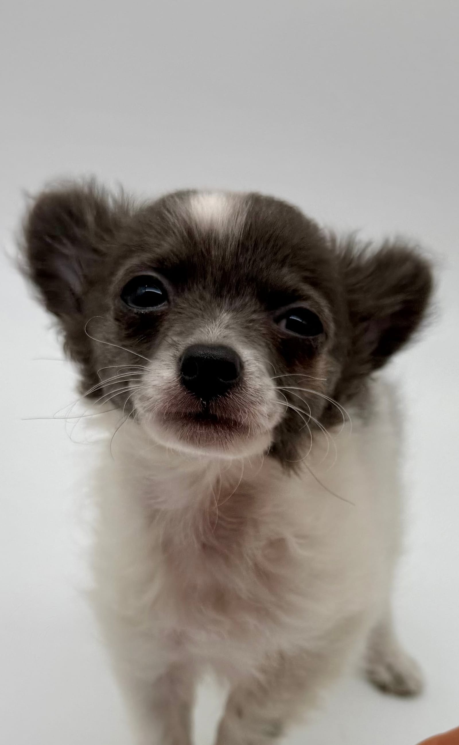 Petspiration Spotlight: Enzo