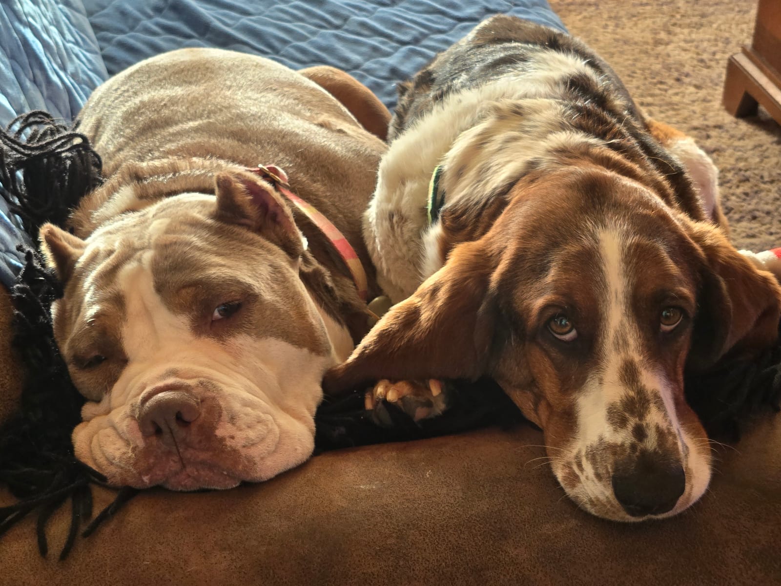 Petspiration Spotlight: Bob and Lola