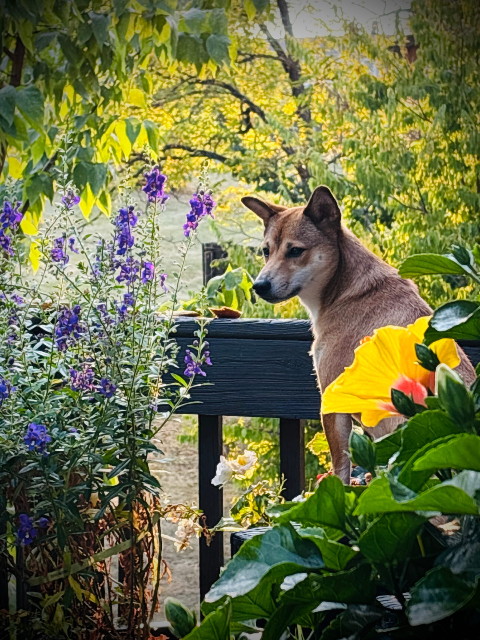 Petspiration Spotlight: Koda