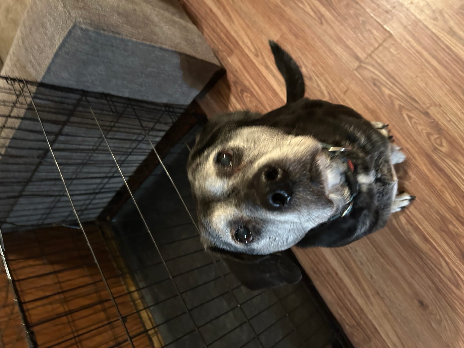 Petspiration Spotlight: Cena