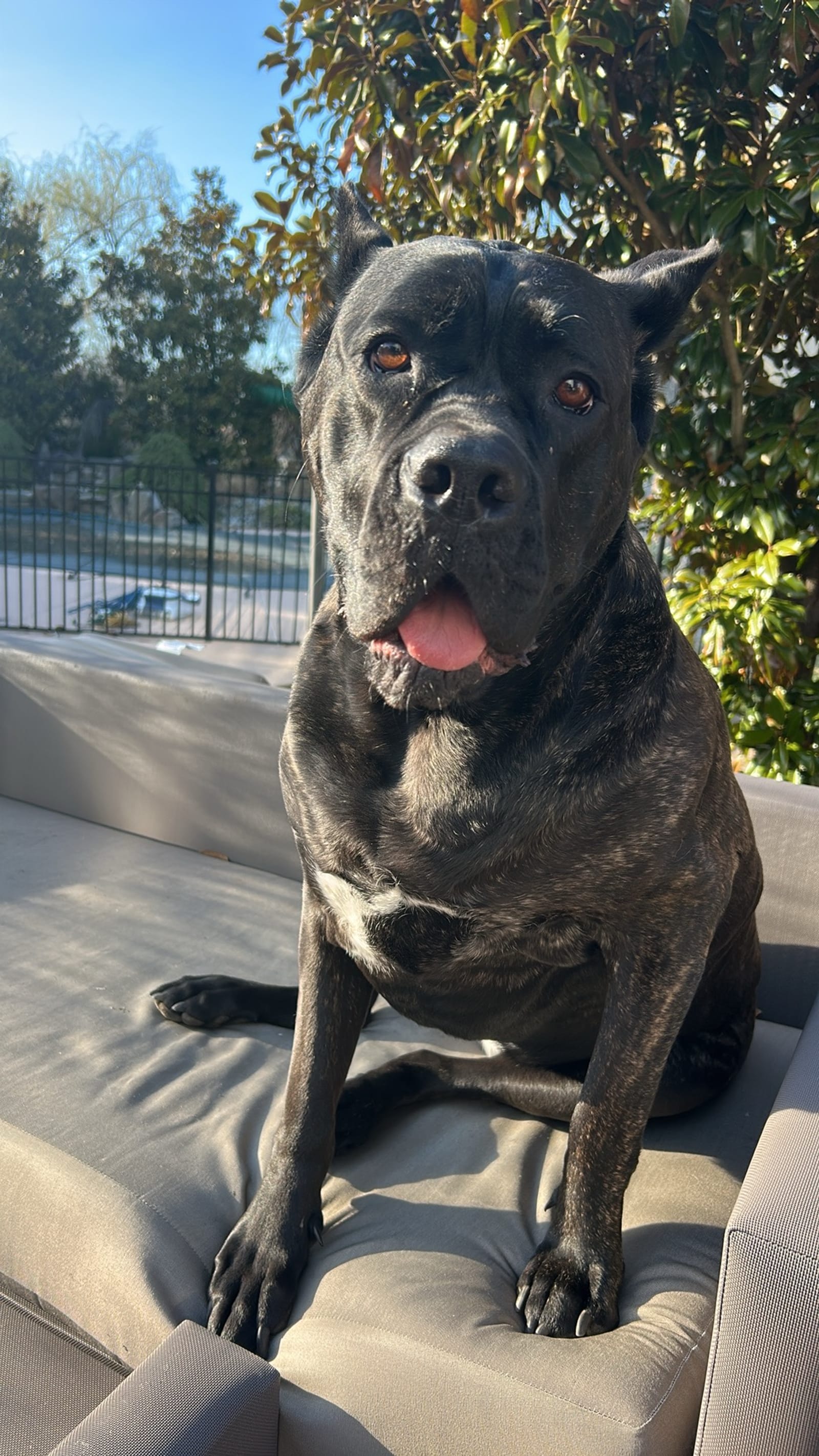 Petspiration Spotlight: Nera