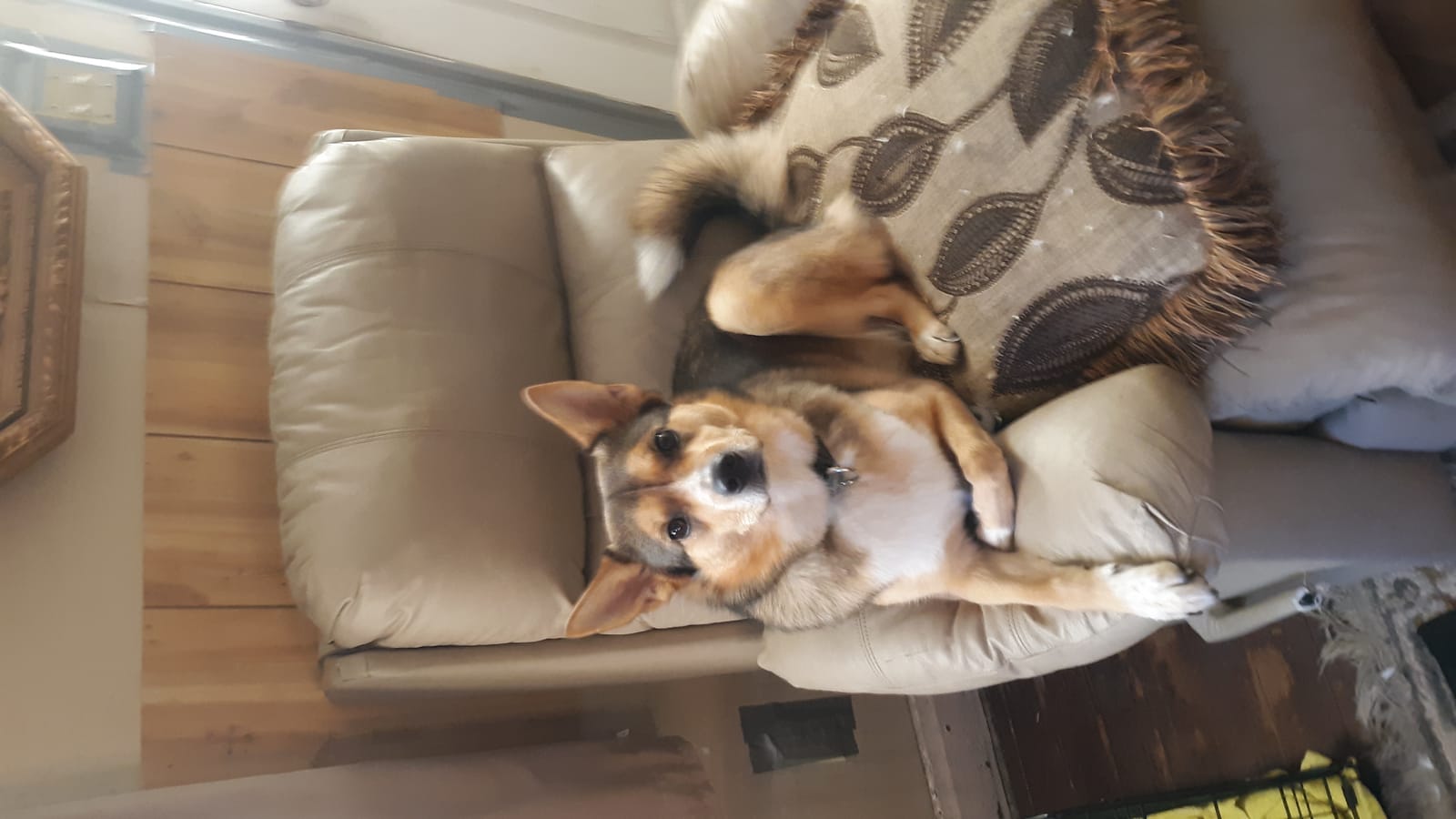 Petspiration Spotlight: MJ