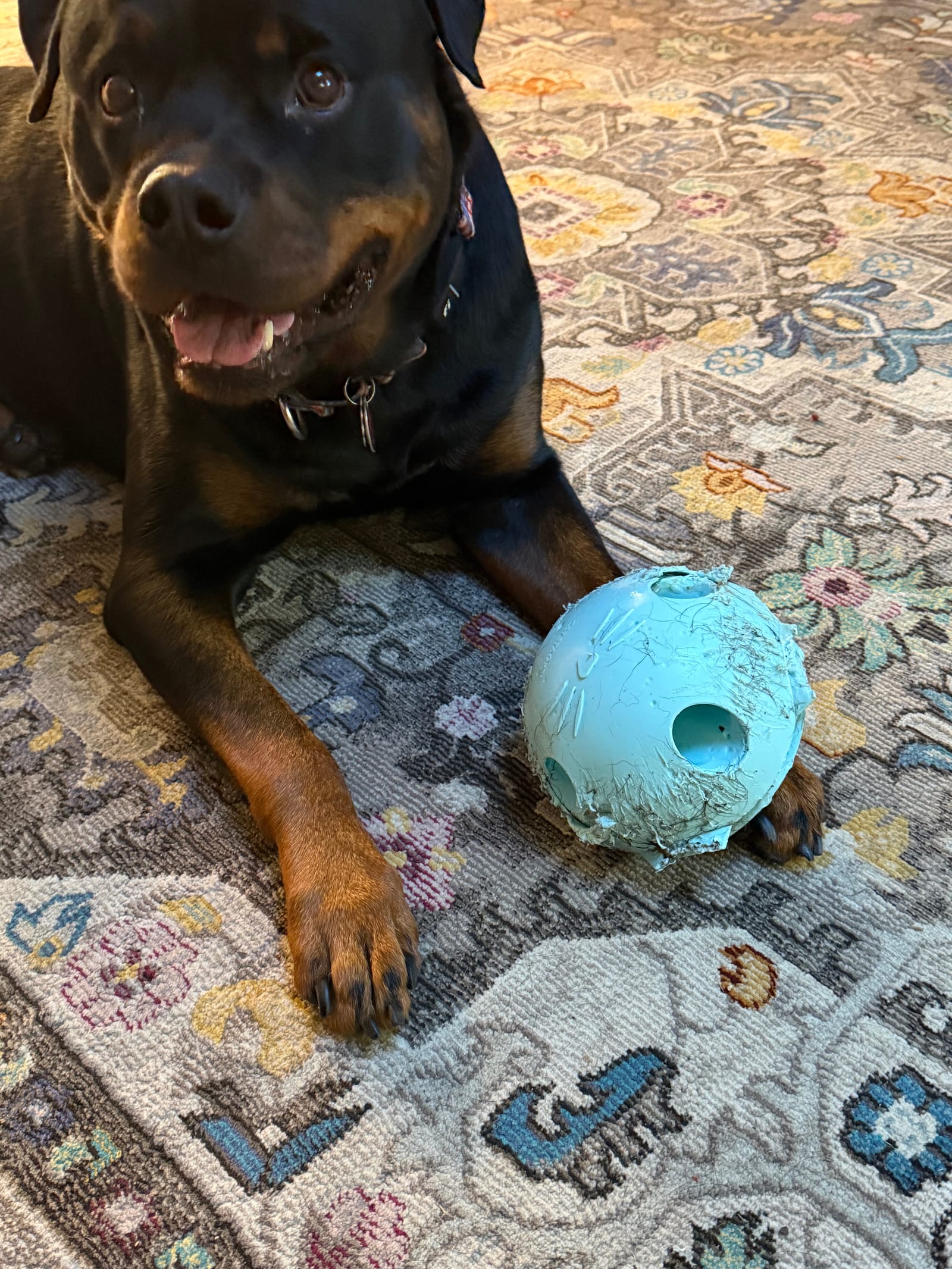 Petspiration Spotlight: Vito