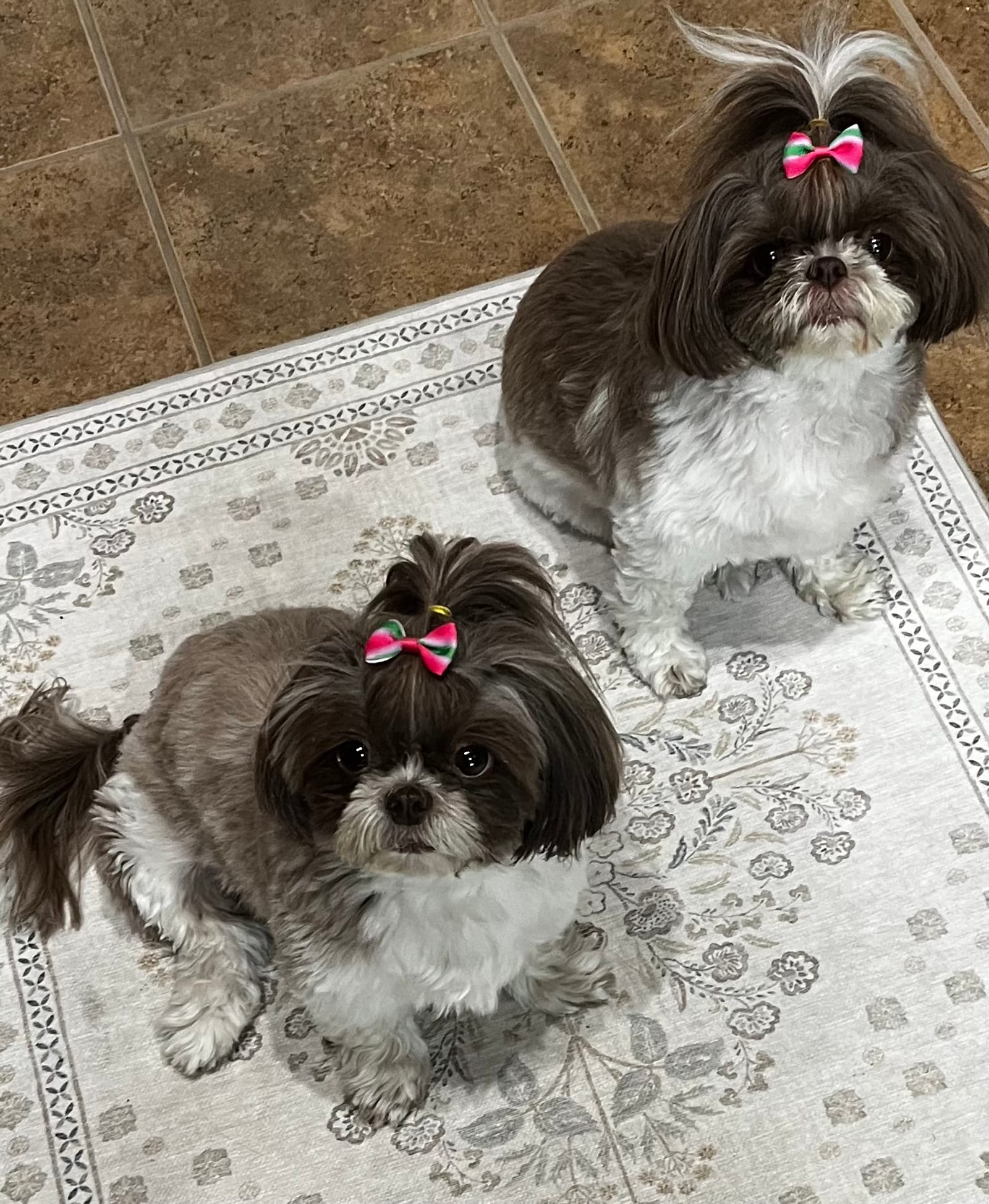 Petspiration Spotlight: Lili n Lola