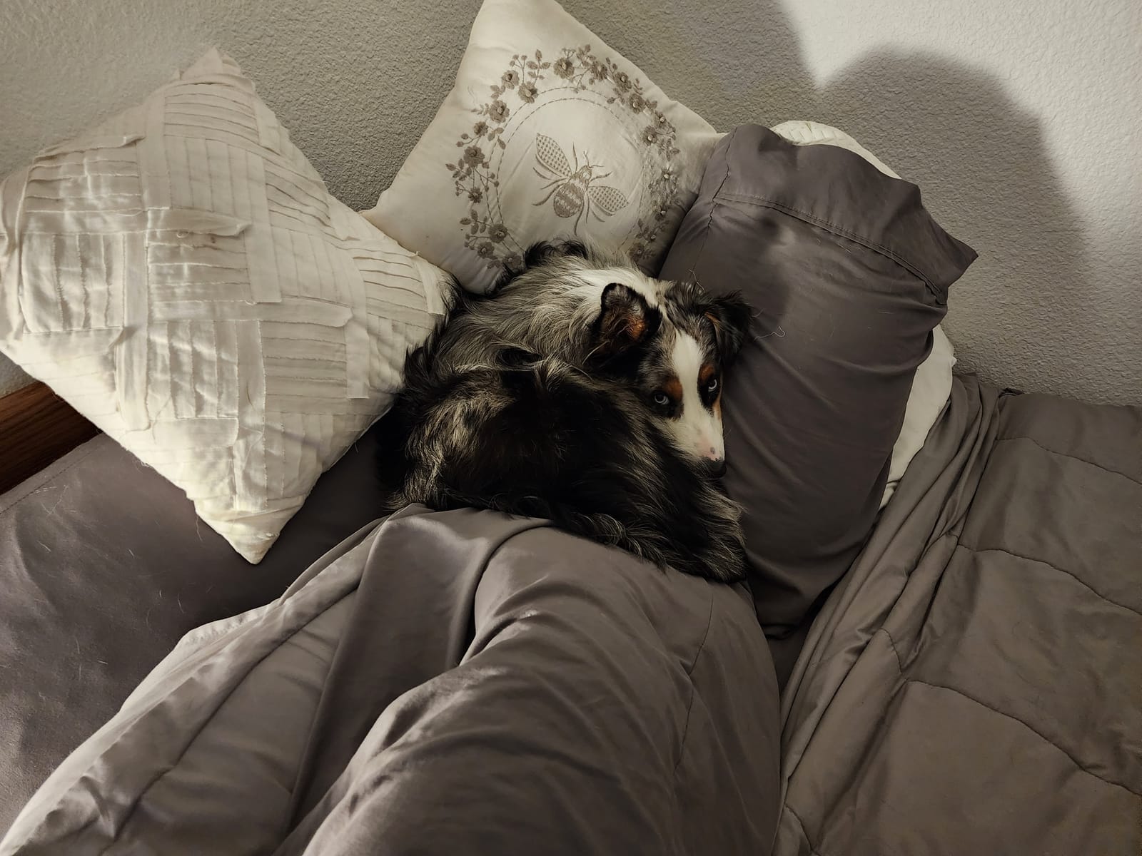 Petspiration Spotlight: Blu