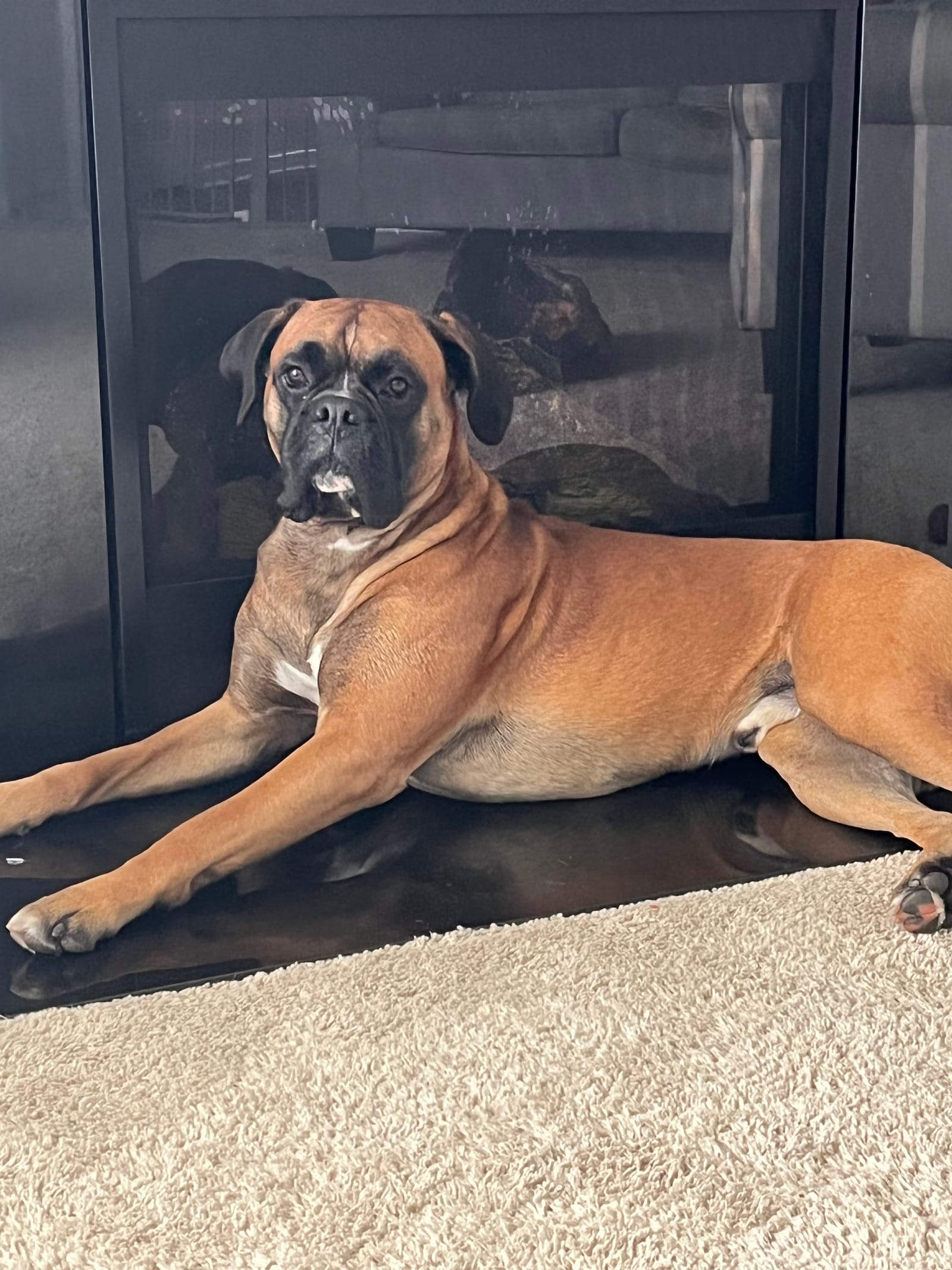 Petspiration Spotlight: Odin