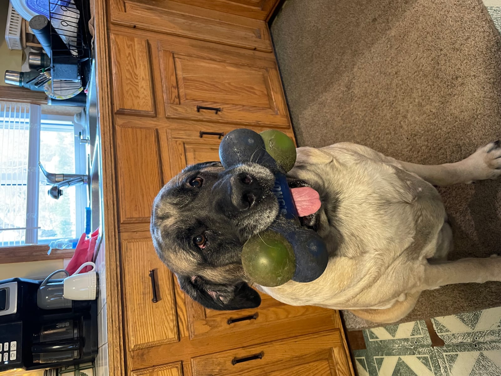 Petspiration Spotlight: Mo